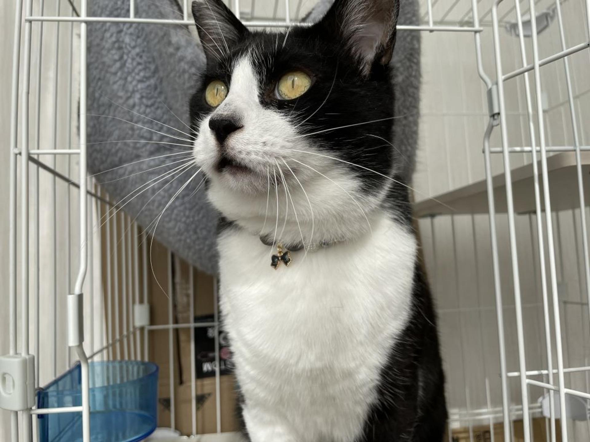 pet-image-7