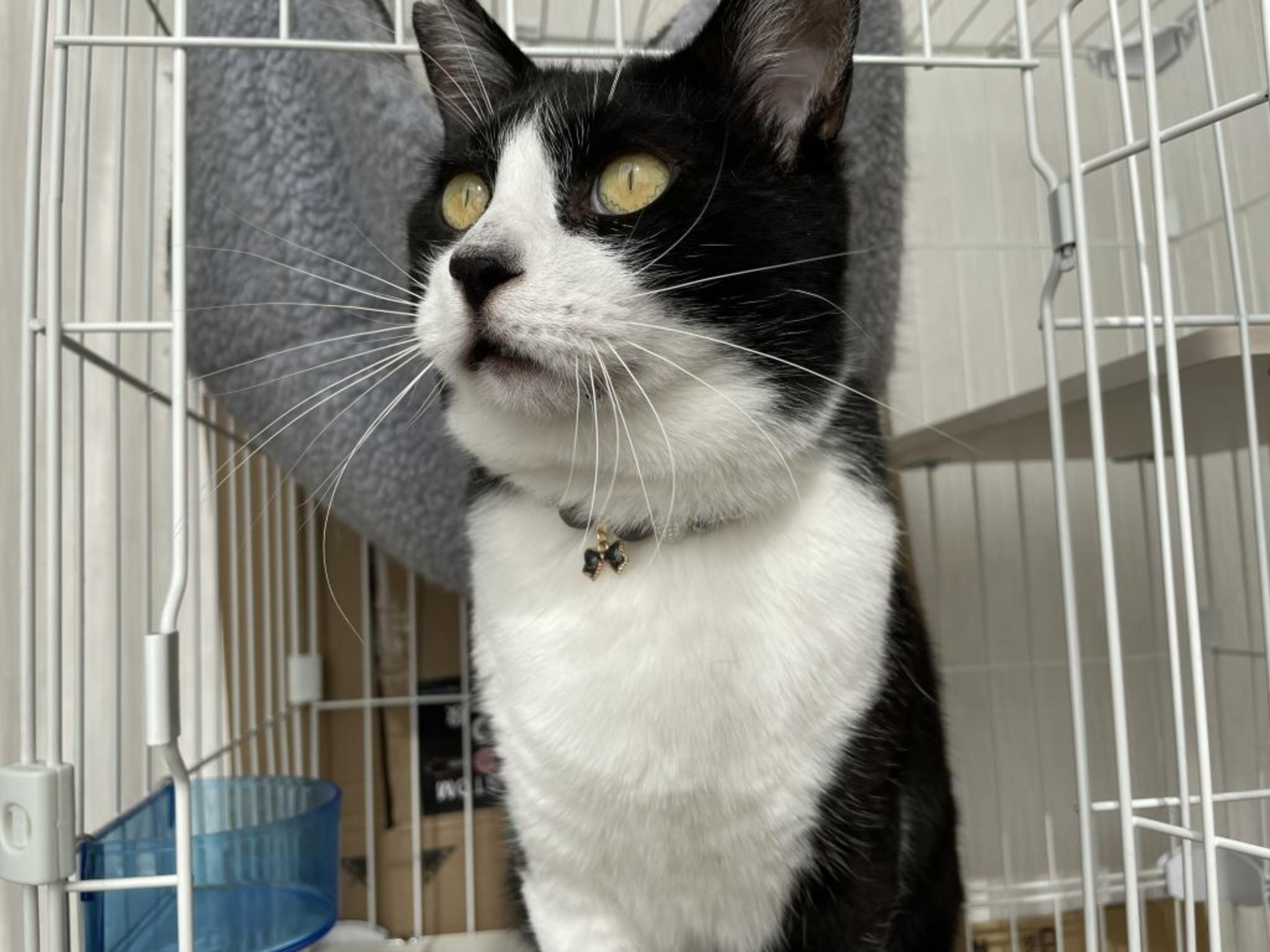 pet-image-7