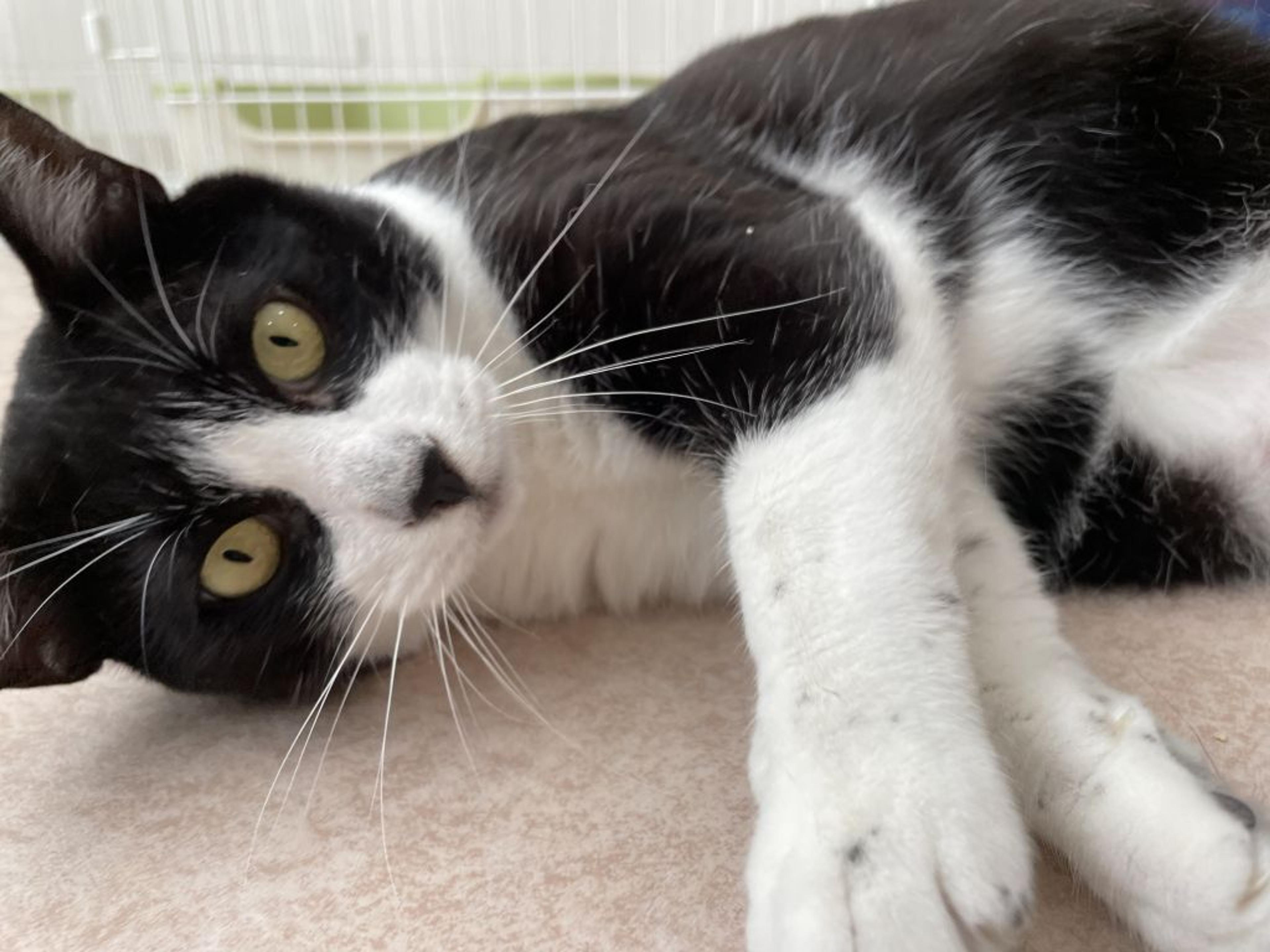 pet-image-8