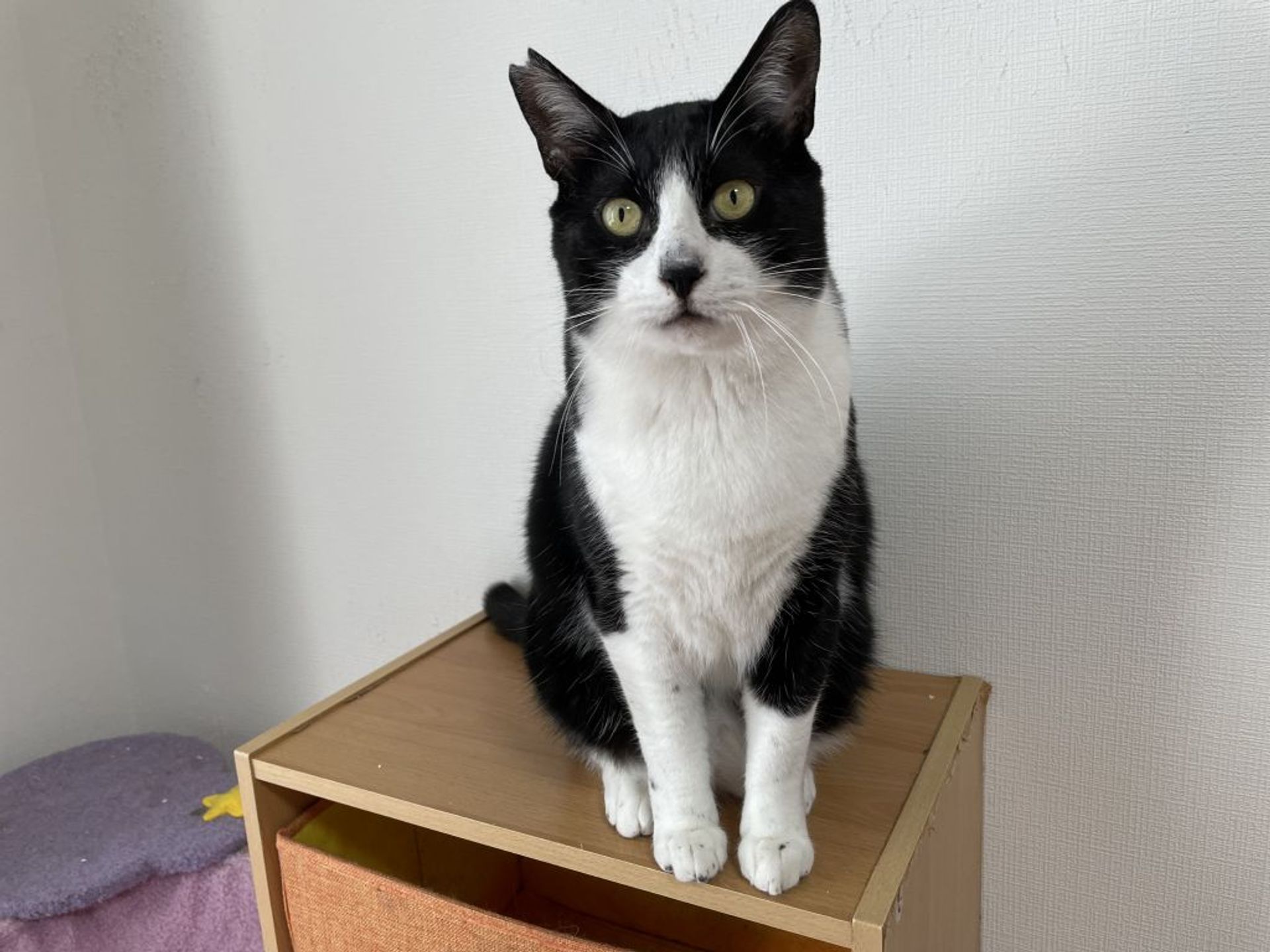 雑種（ミックス猫）・オスの里親募集の写真
