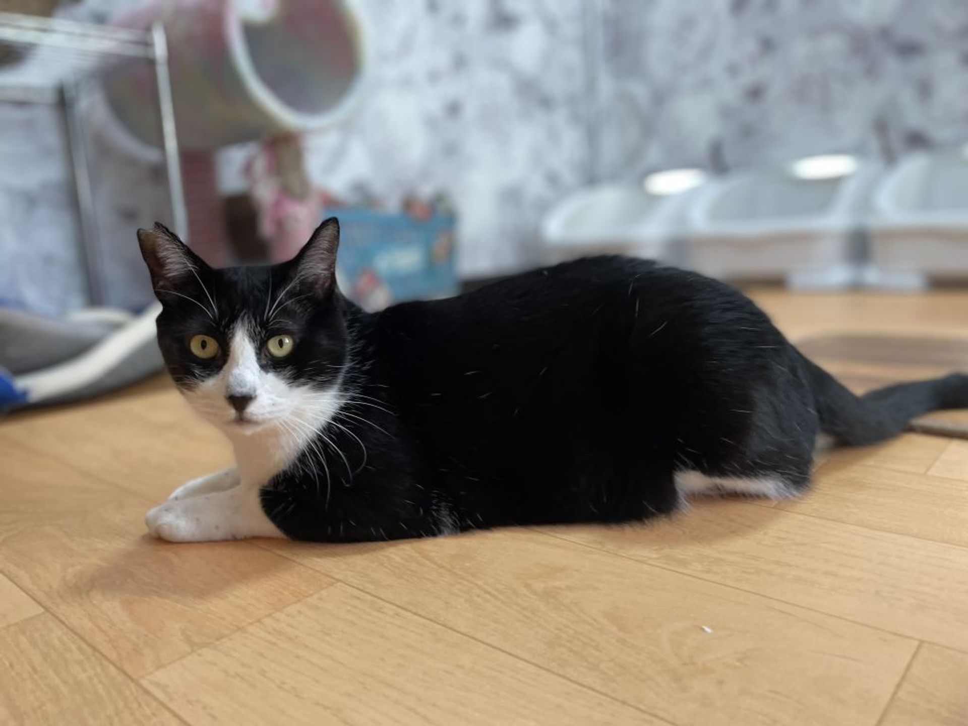 雑種（ミックス猫）・オスの里親募集の写真