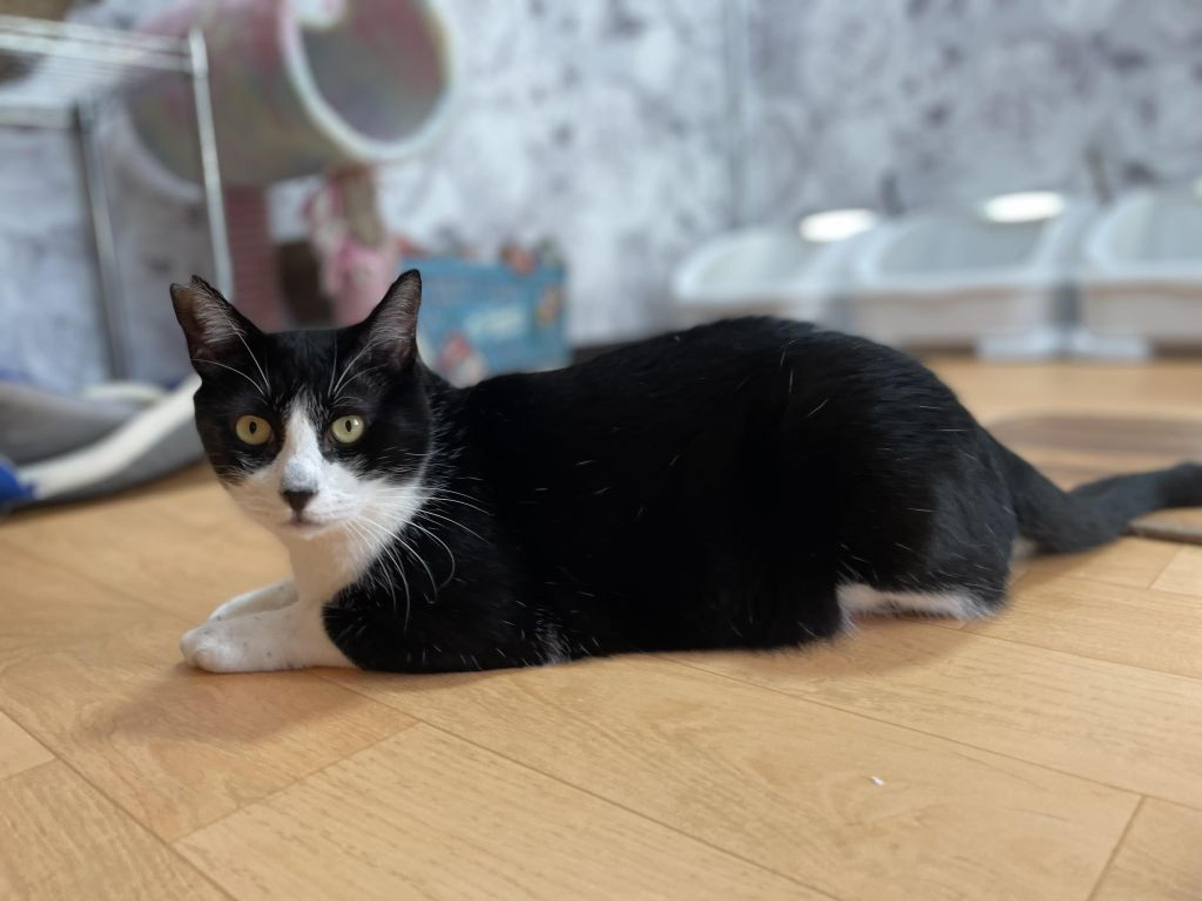 pet-image-2