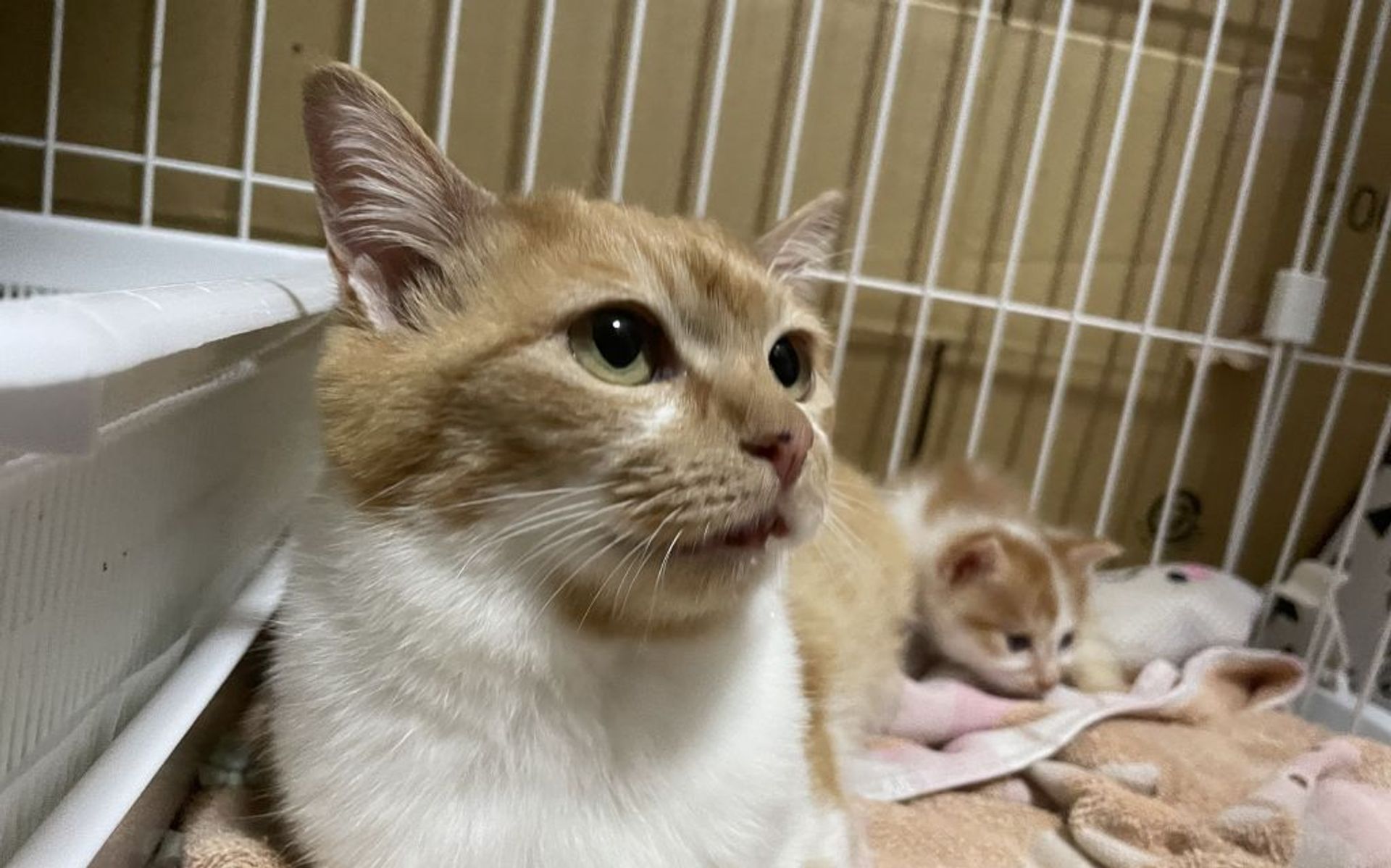 雑種（ミックス猫）・メスの里親募集の写真