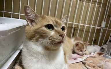 ラテ♀の写真