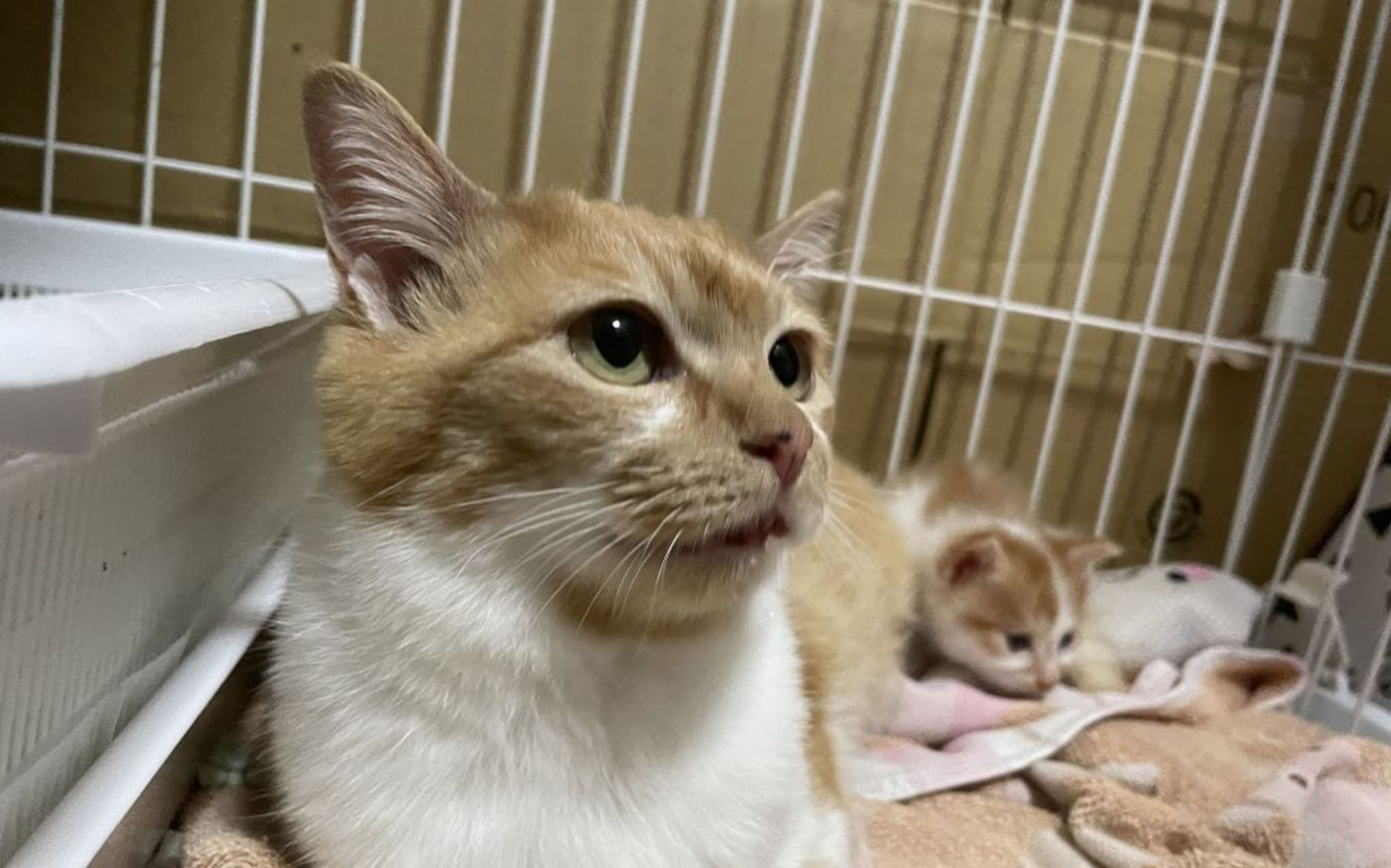 雑種（ミックス猫）・メスの里親募集の写真