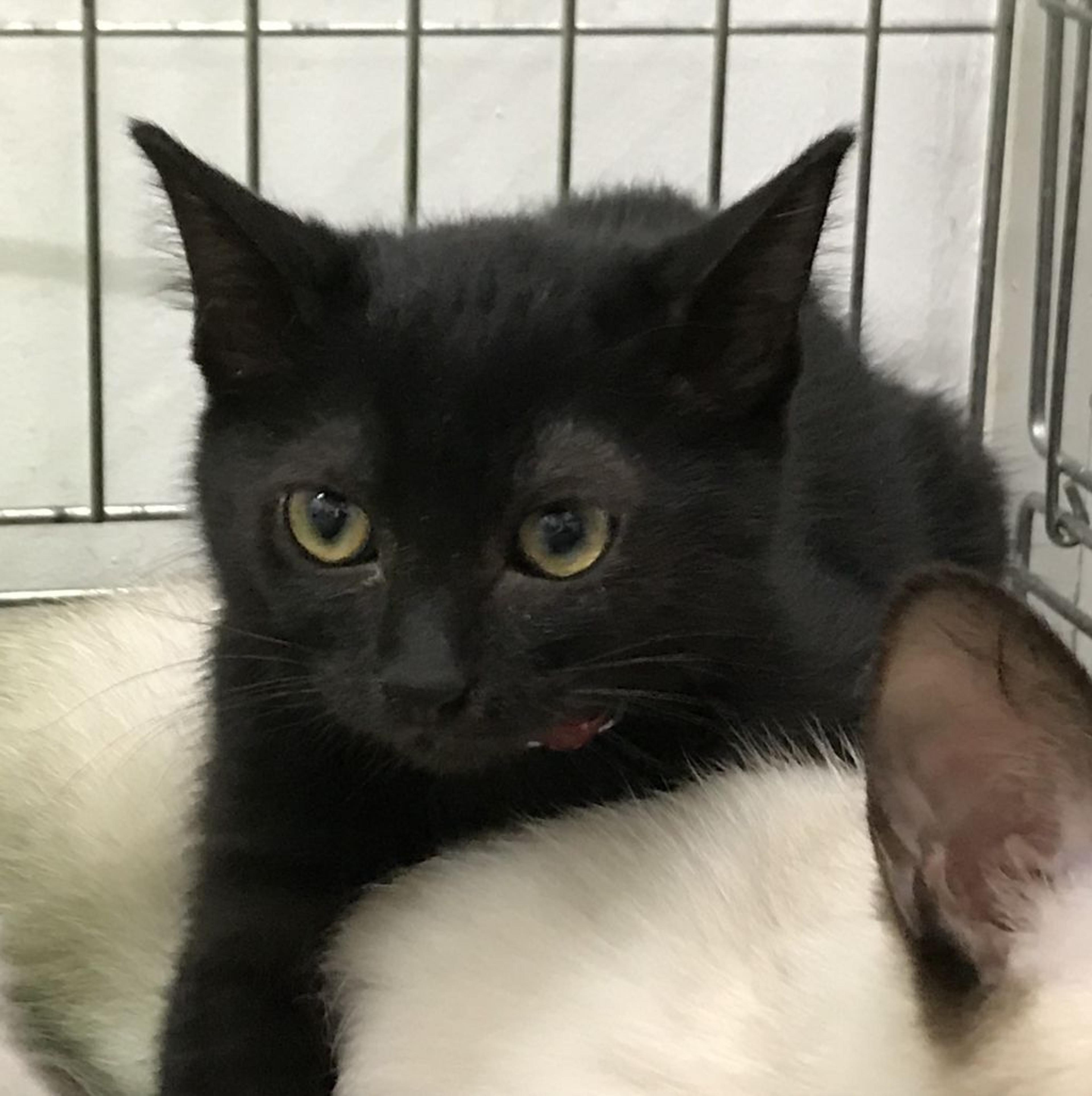pet-image-2