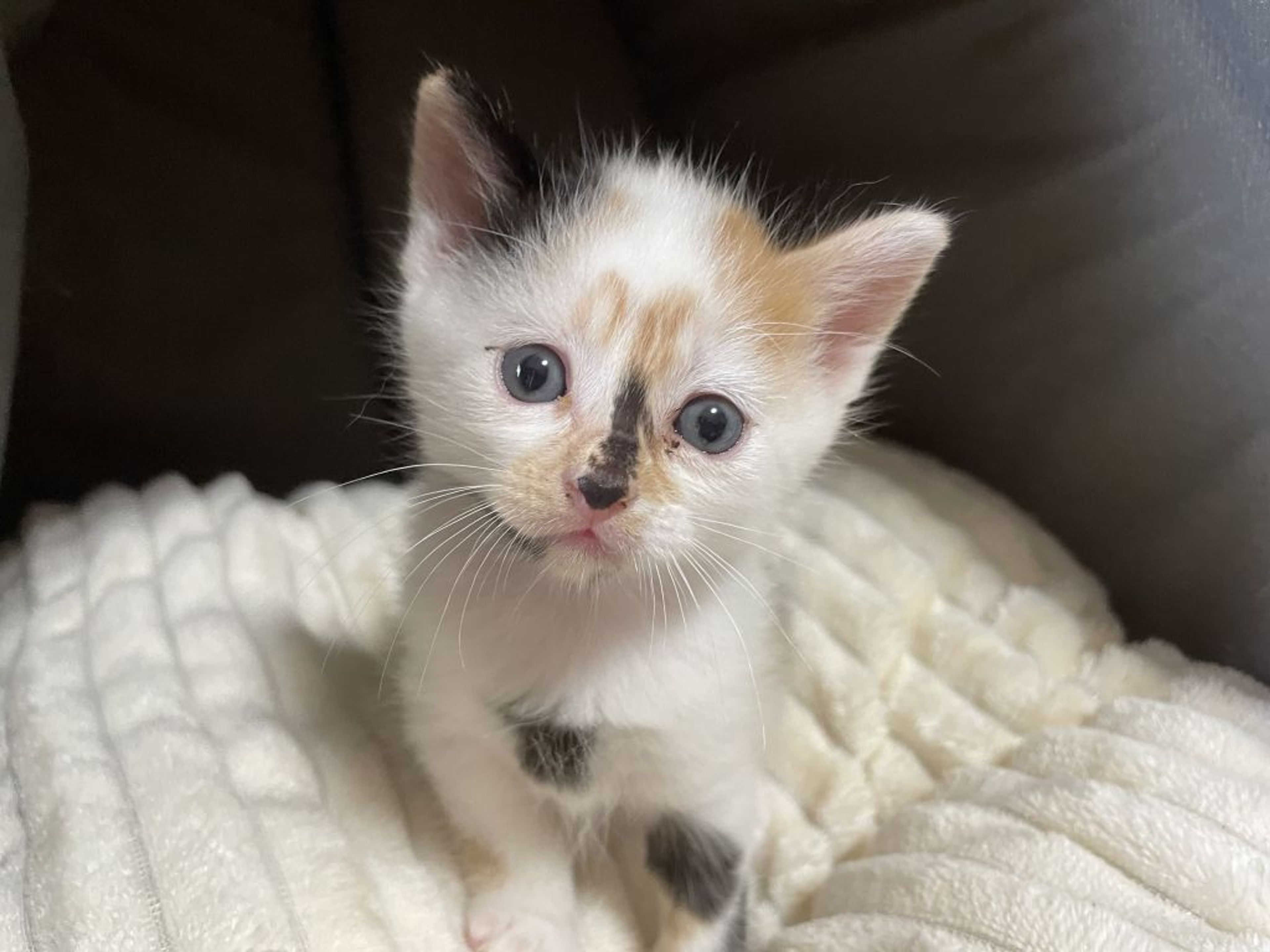 雑種（ミックス猫）・メスの里親募集の写真