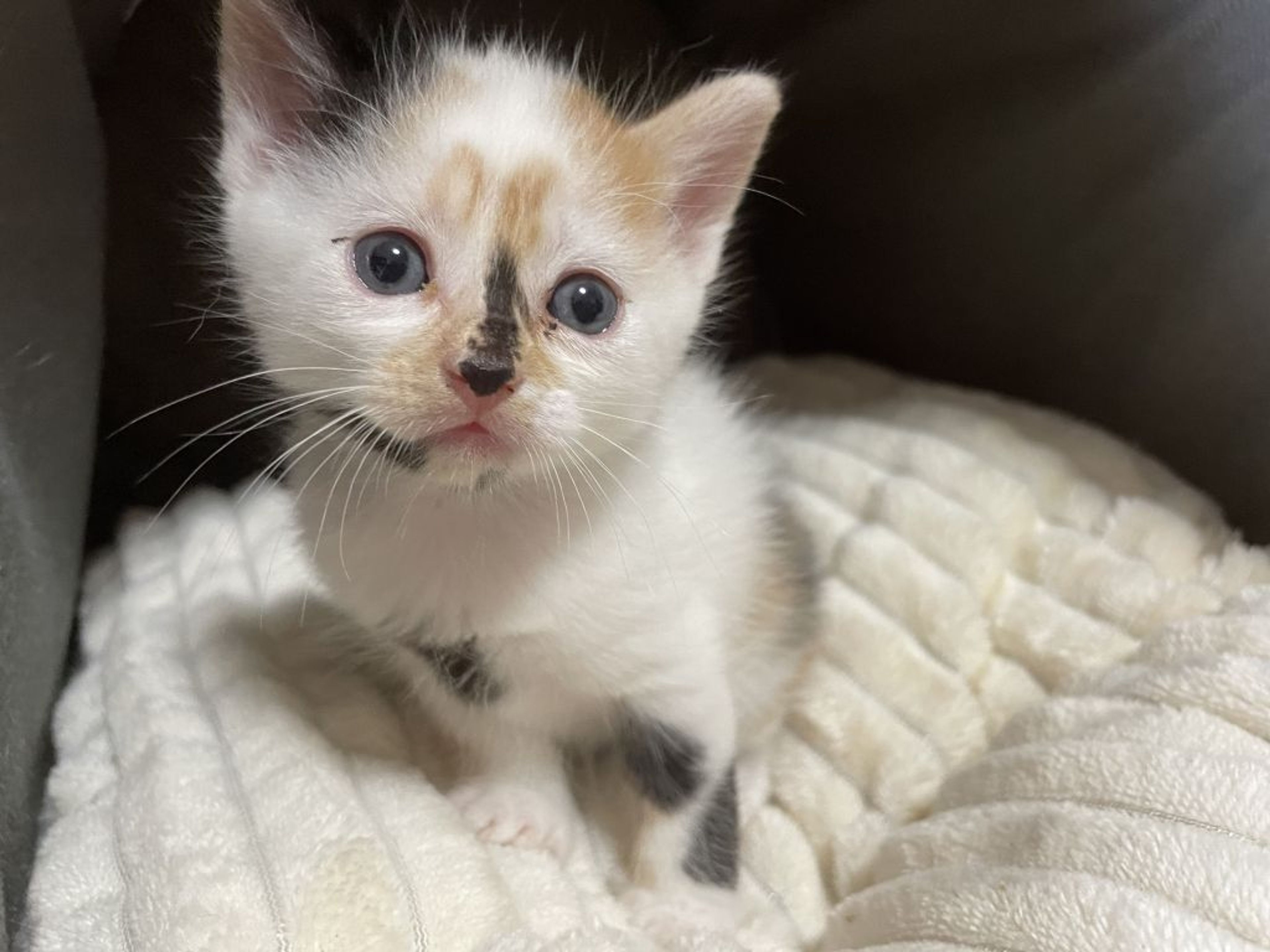 pet-image-2