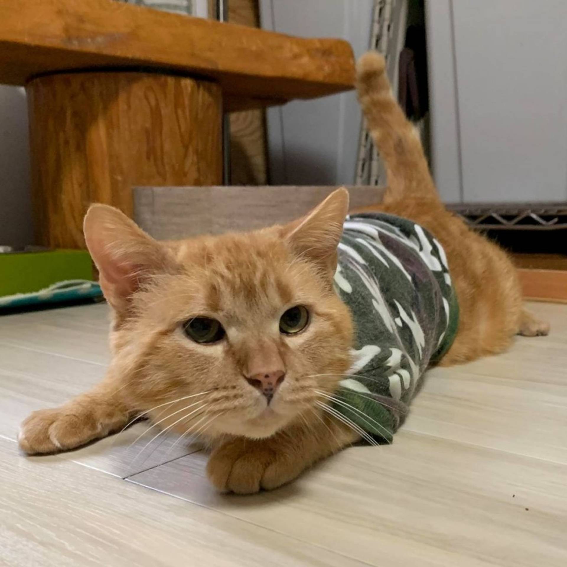 雑種（ミックス猫）・オスの里親募集の写真