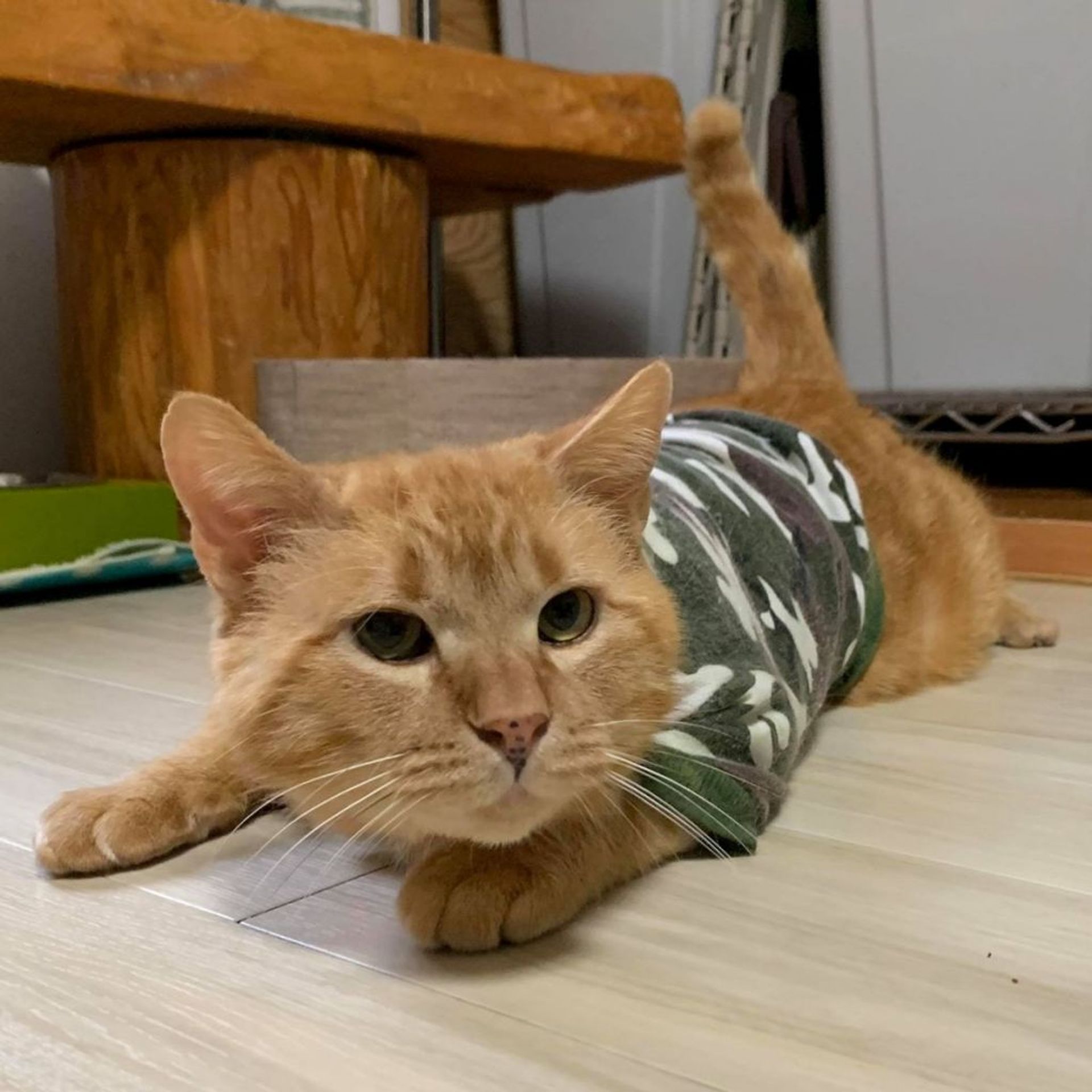 雑種（ミックス猫）・オスの里親募集の写真