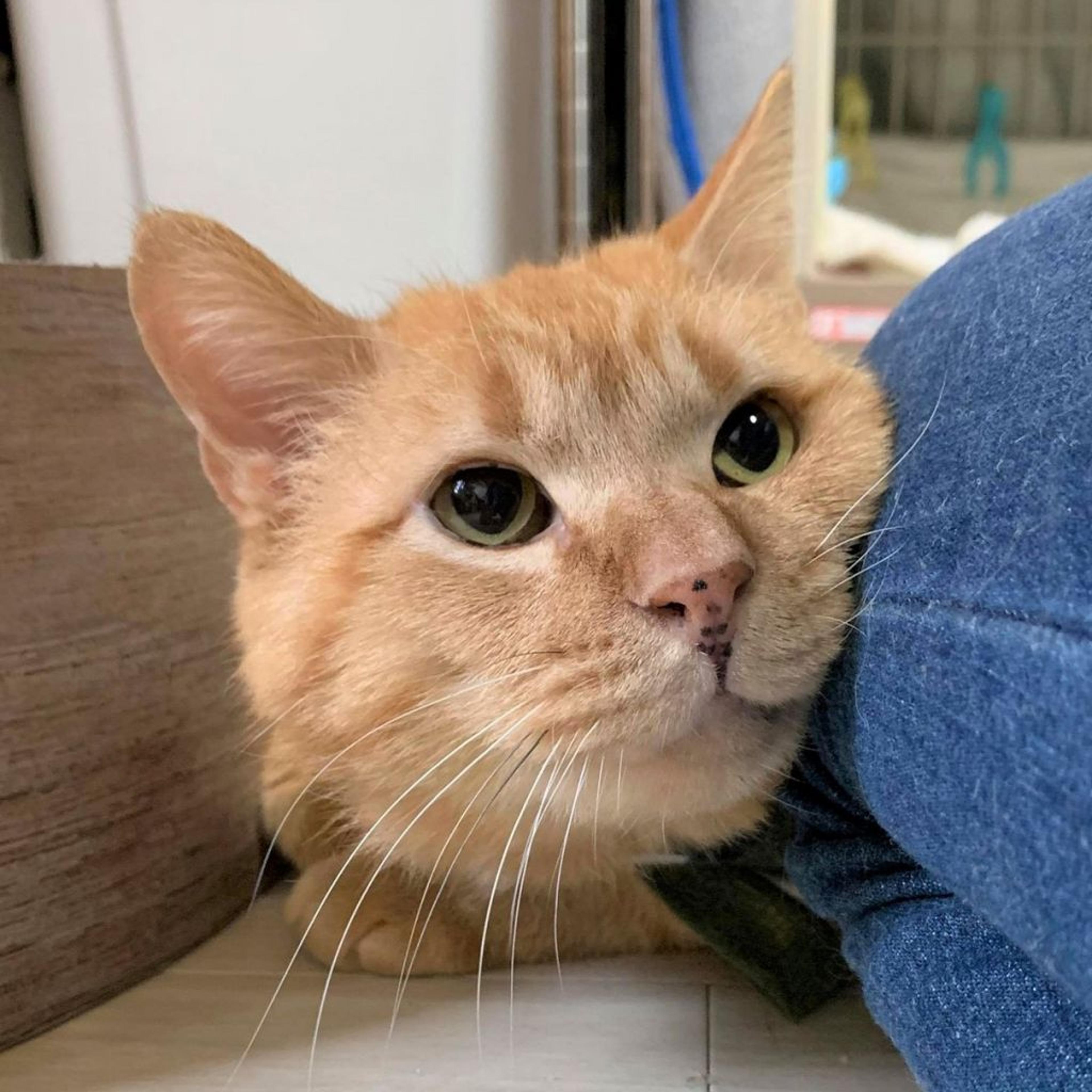 pet-image-9