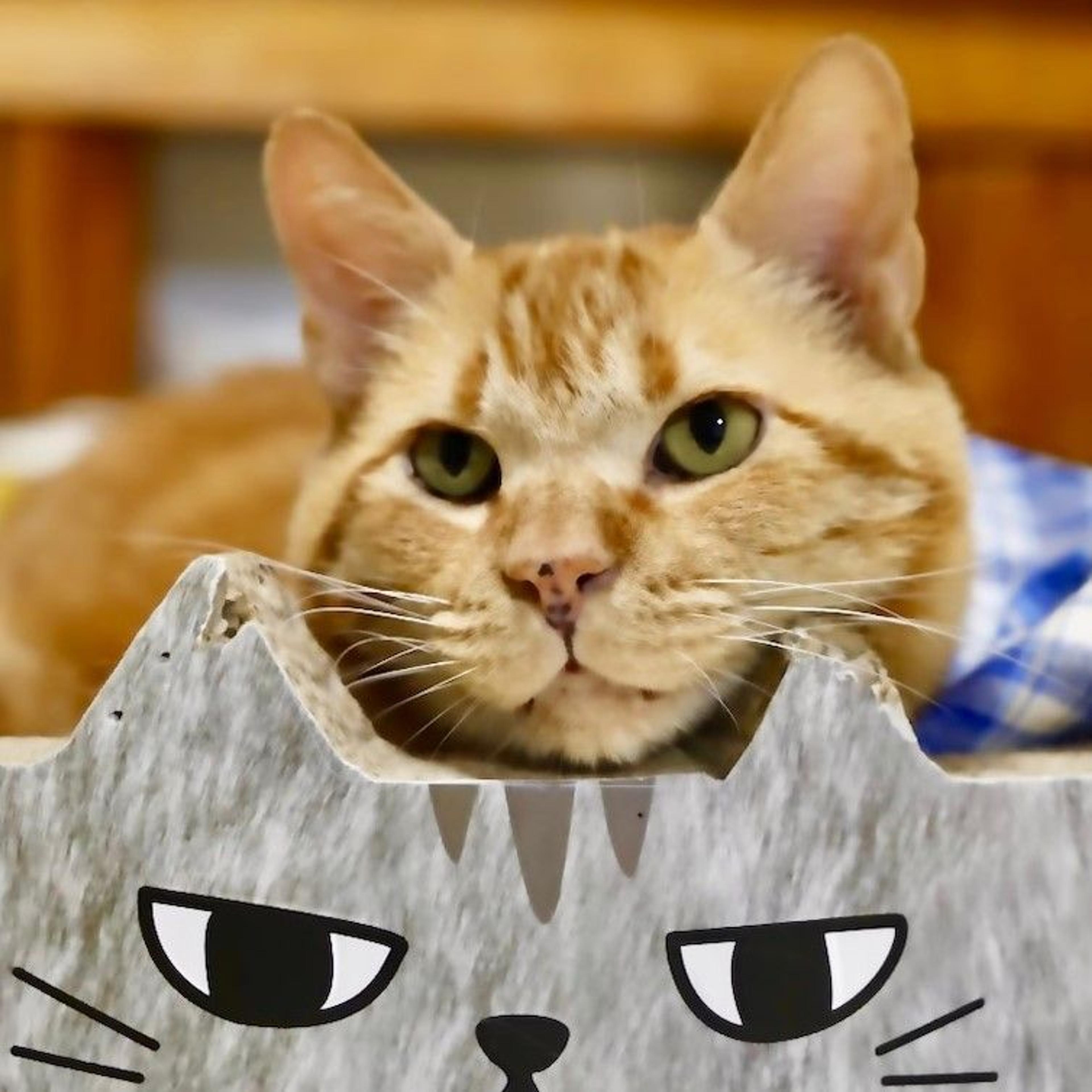 pet-image-2