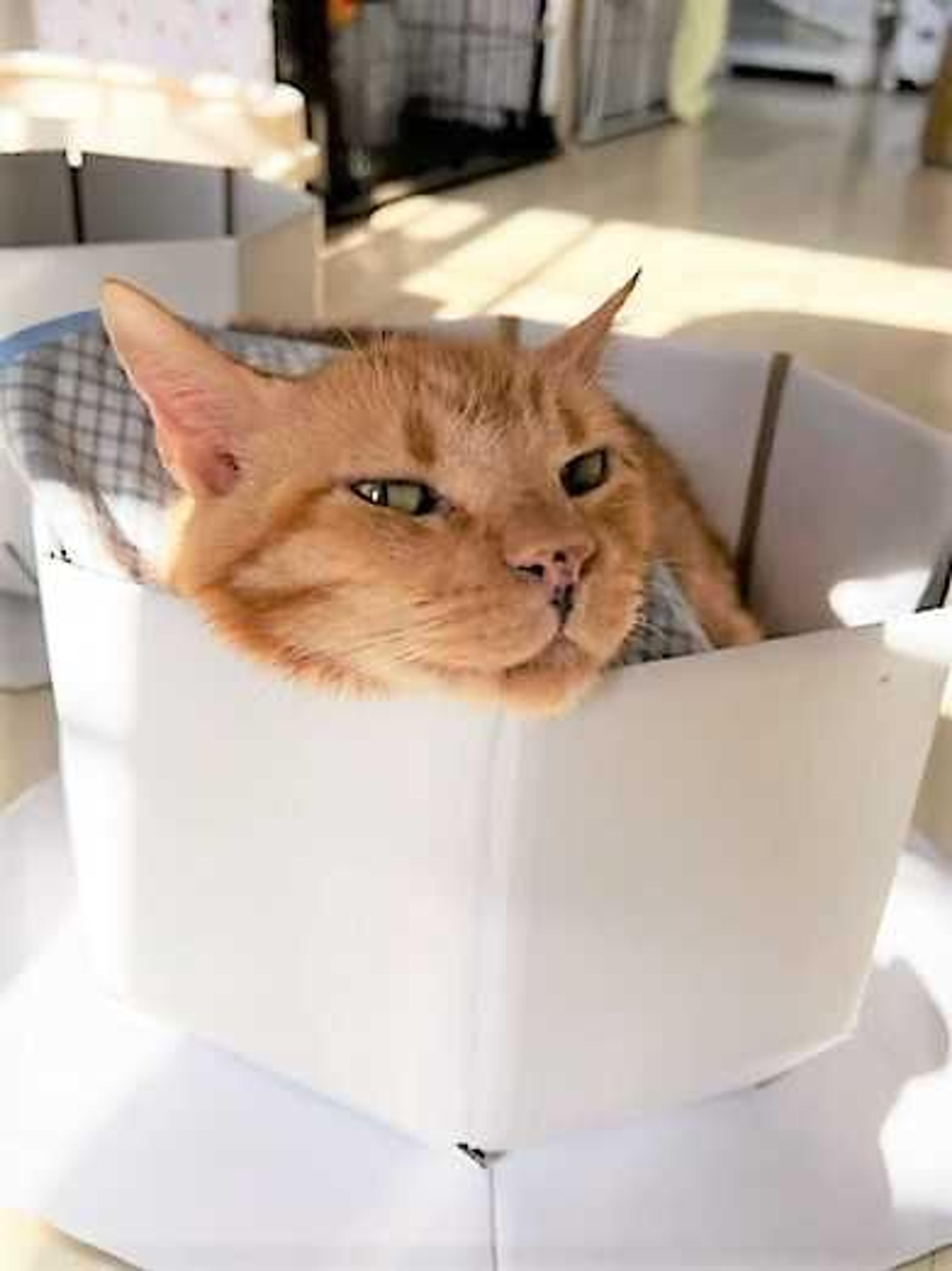 pet-image-3