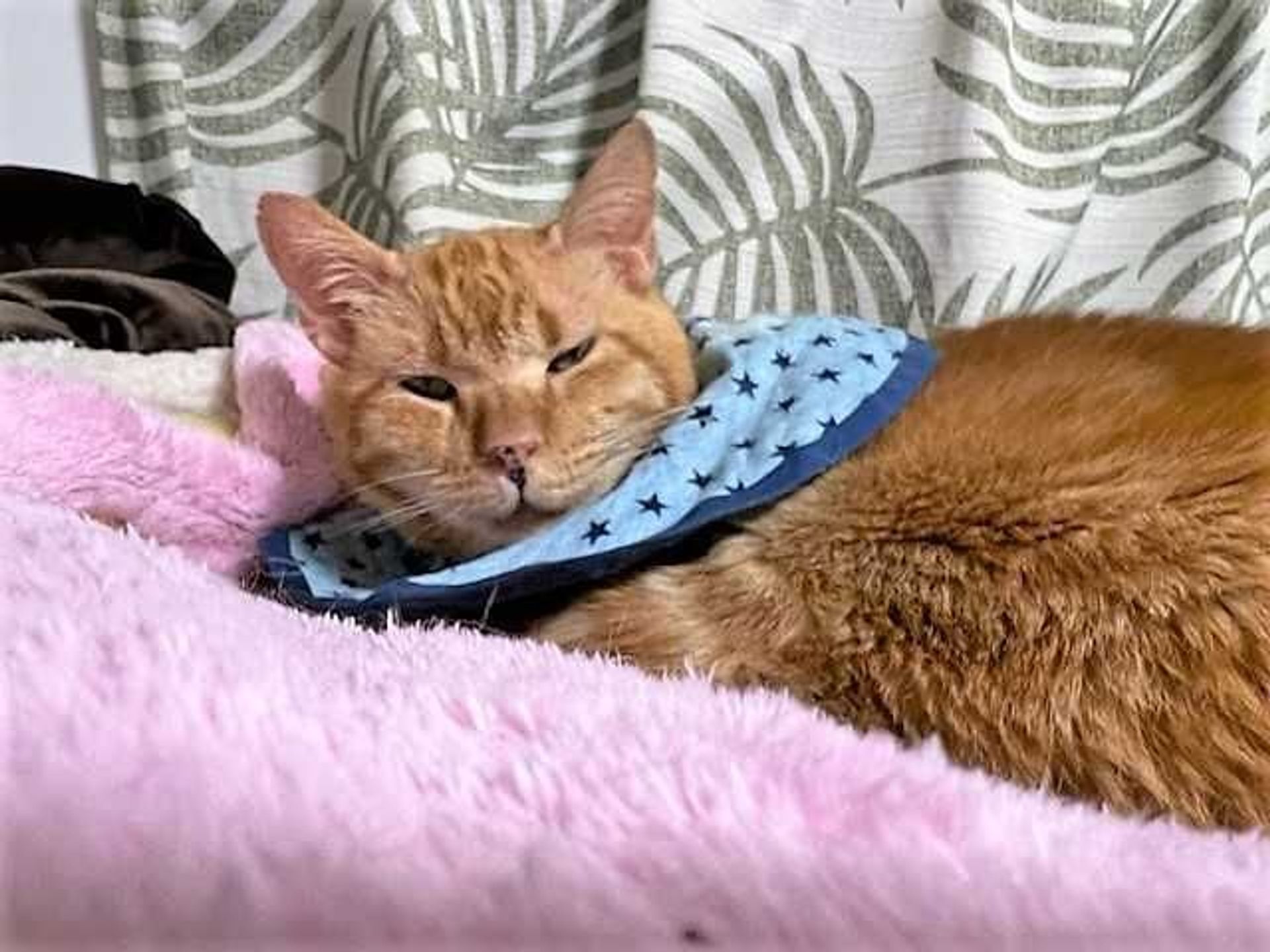 雑種（ミックス猫）・オスの里親募集の写真