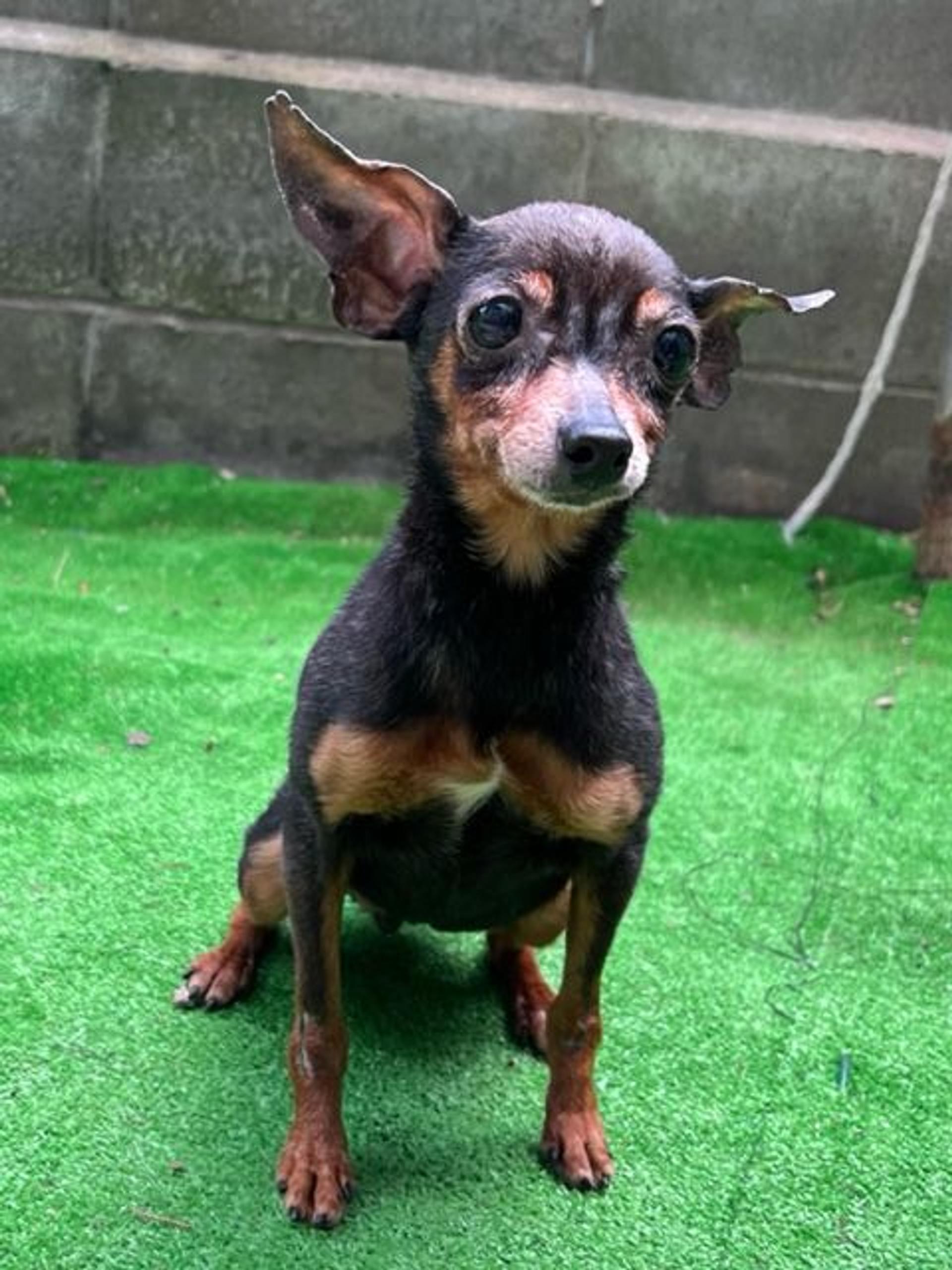 pet-image-2
