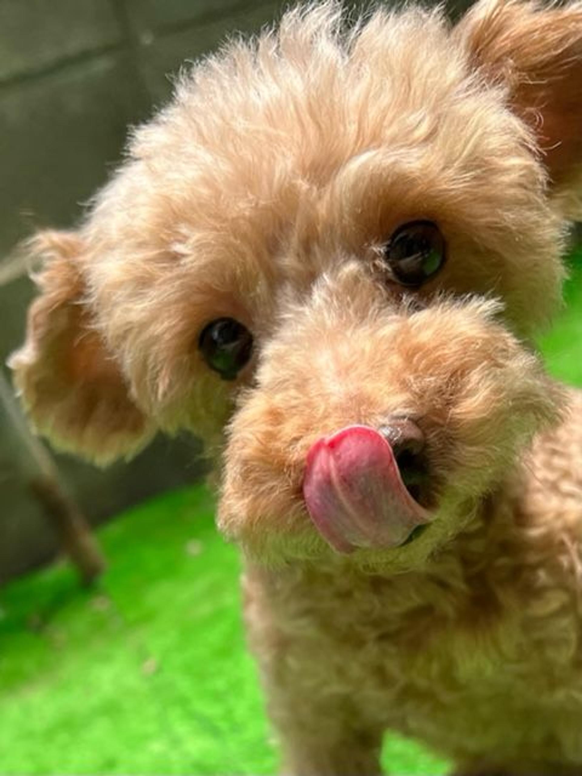 pet-image-4