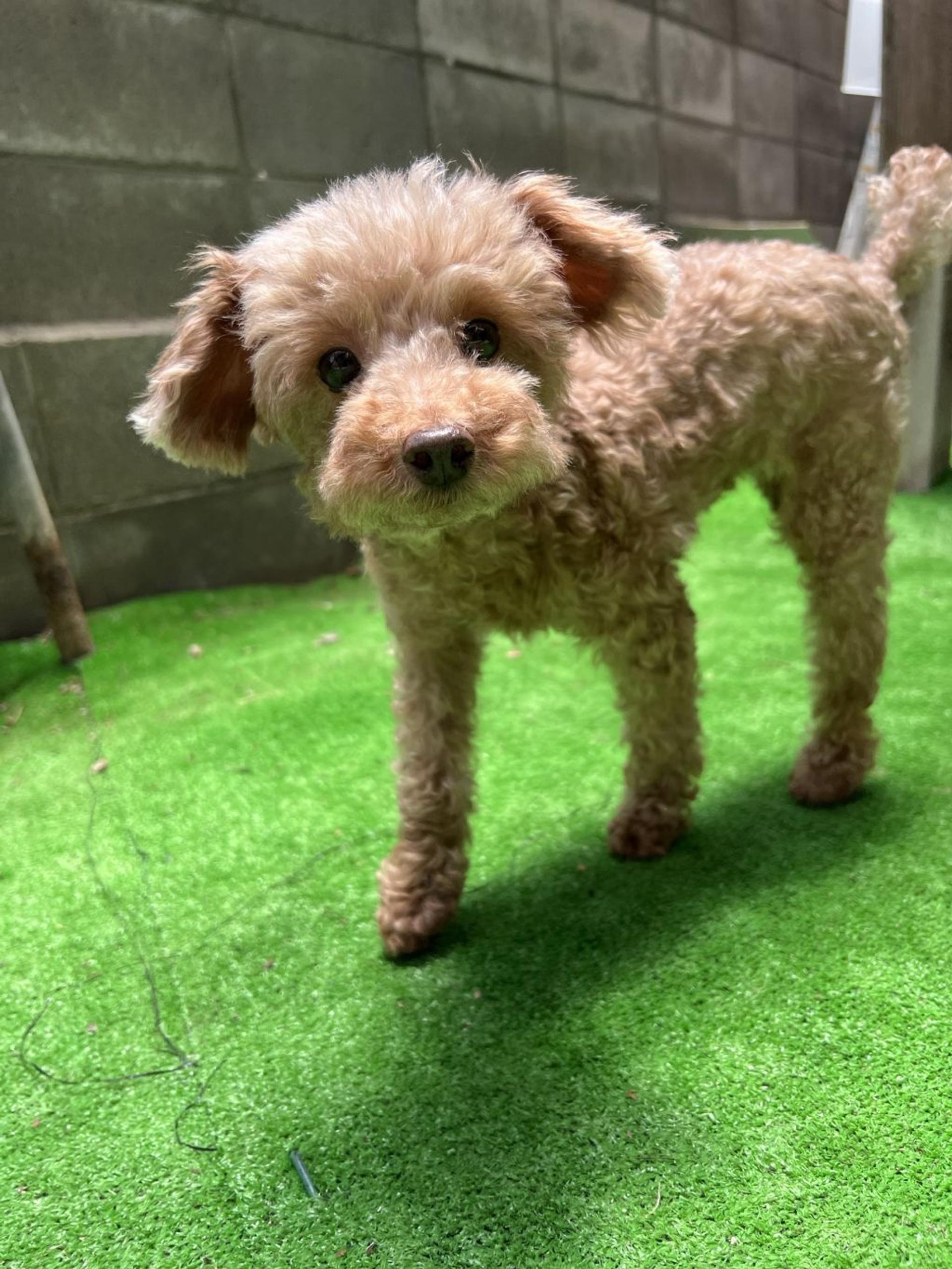 pet-image-5