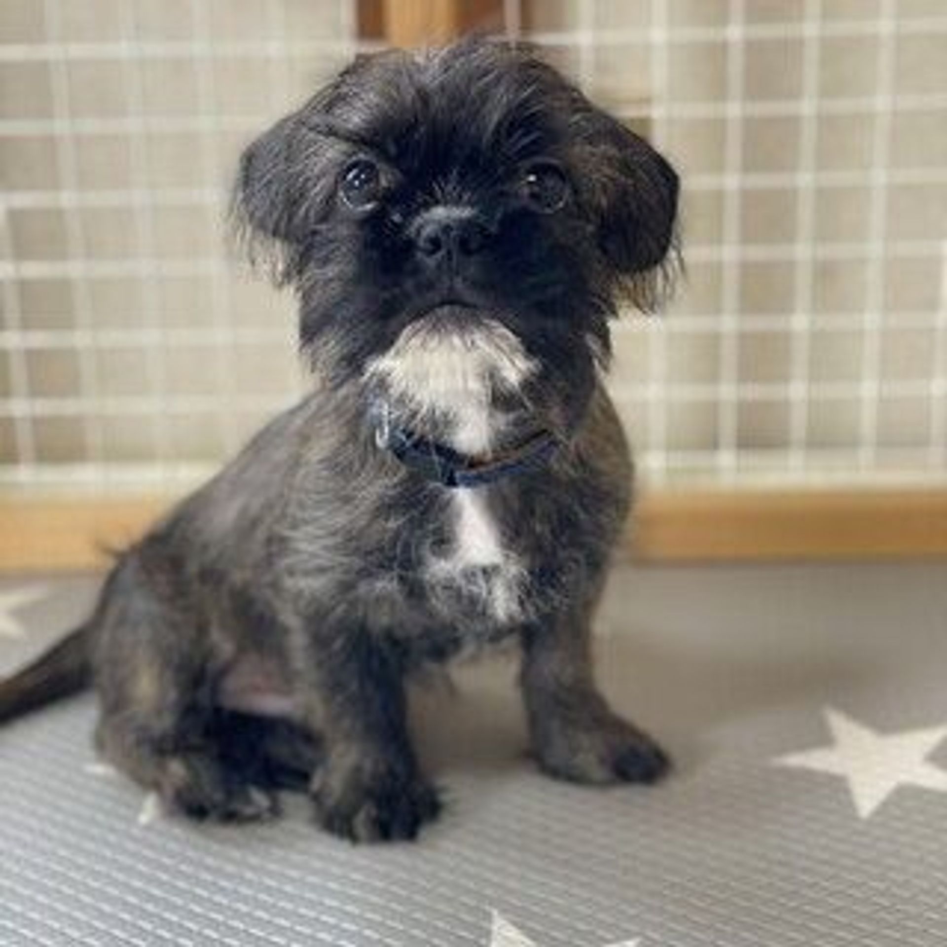 雑種（ミックス犬）・オスの里親募集の写真