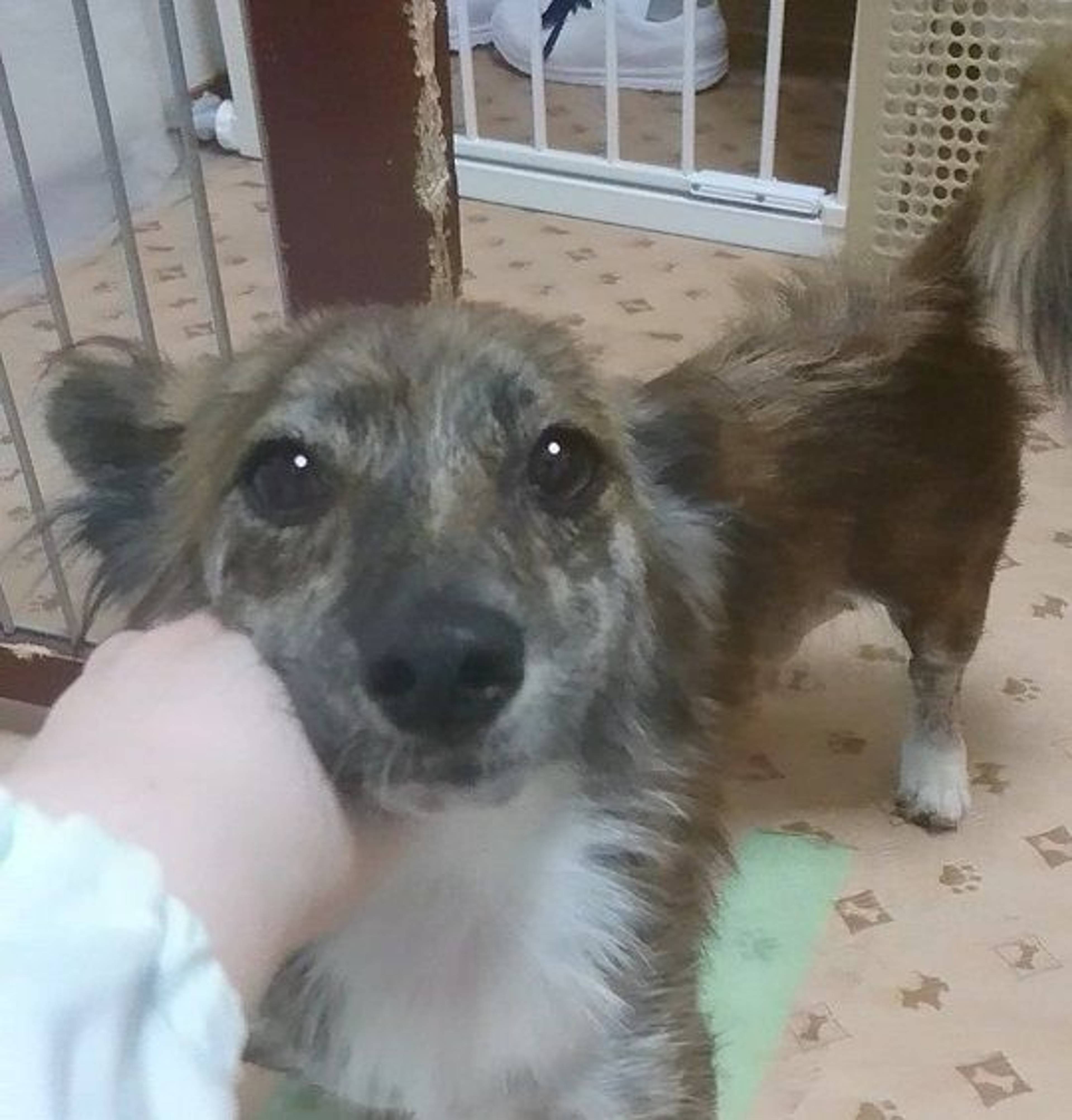 雑種（ミックス犬）・メスの里親募集の写真