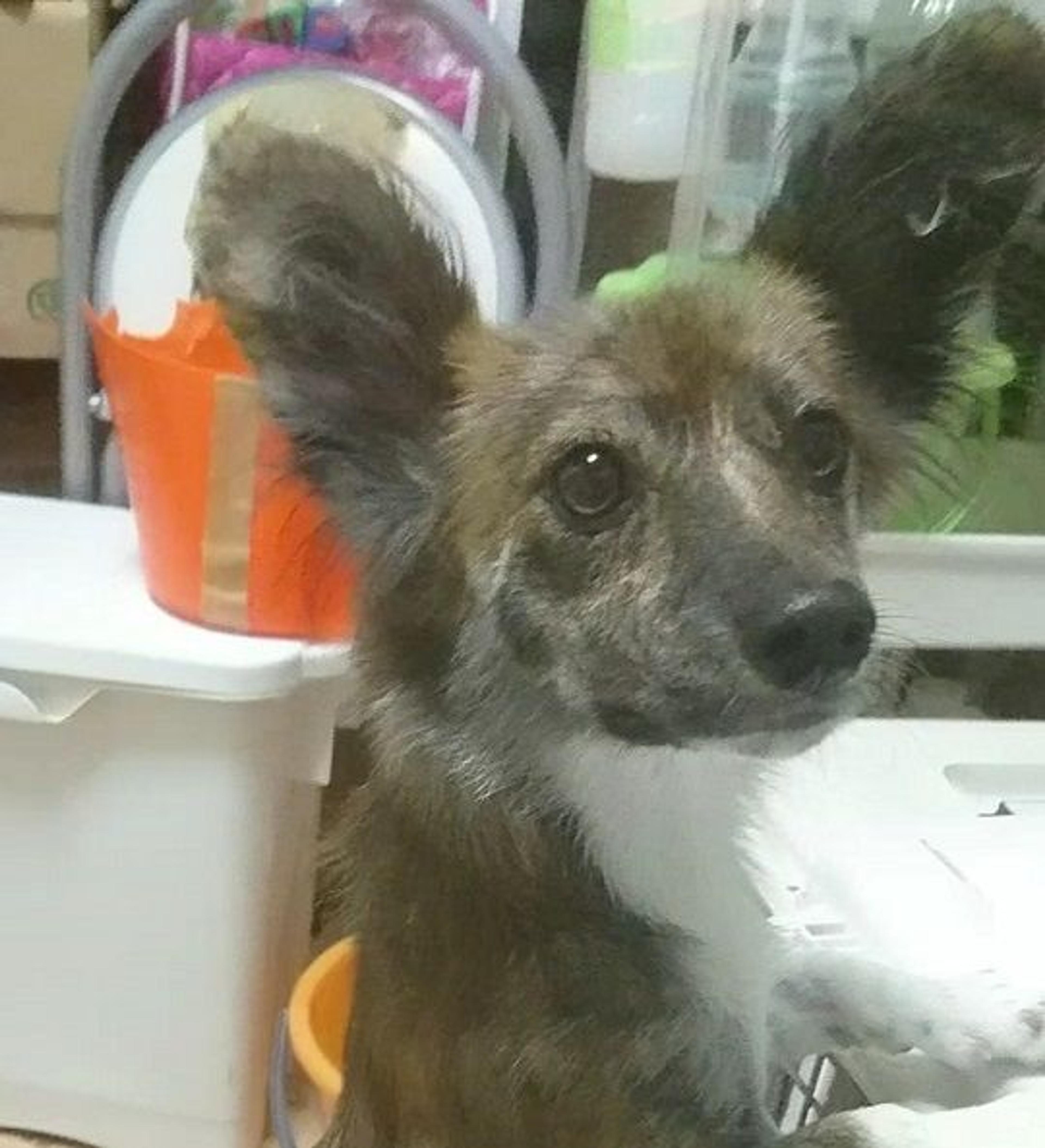 pet-image-3