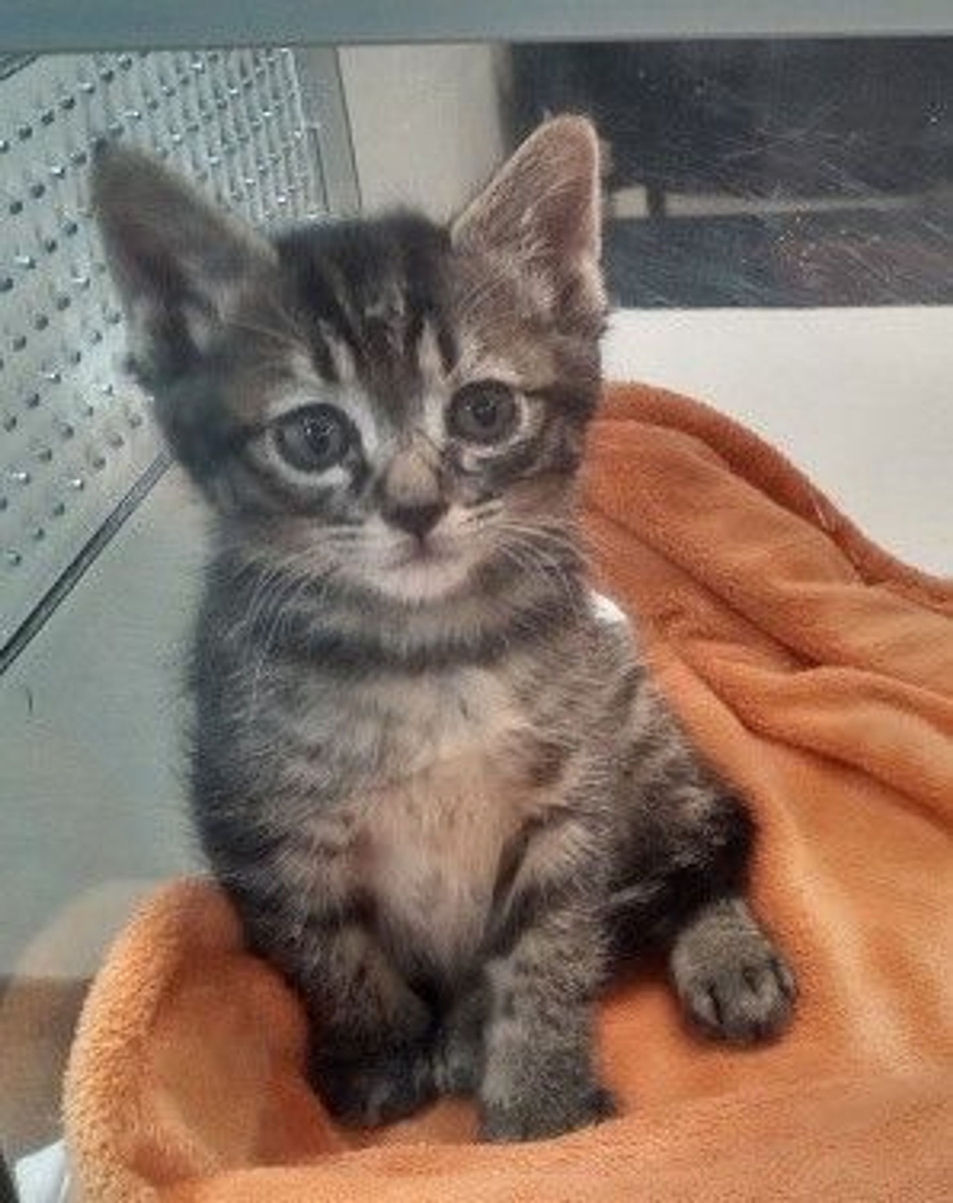 雑種（ミックス猫）・メスの里親募集の写真