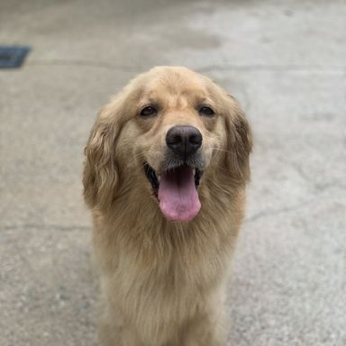 シャネル