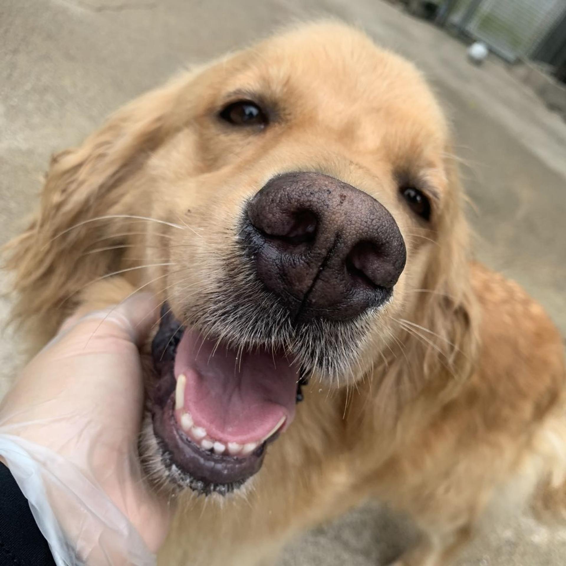 pet-image-2
