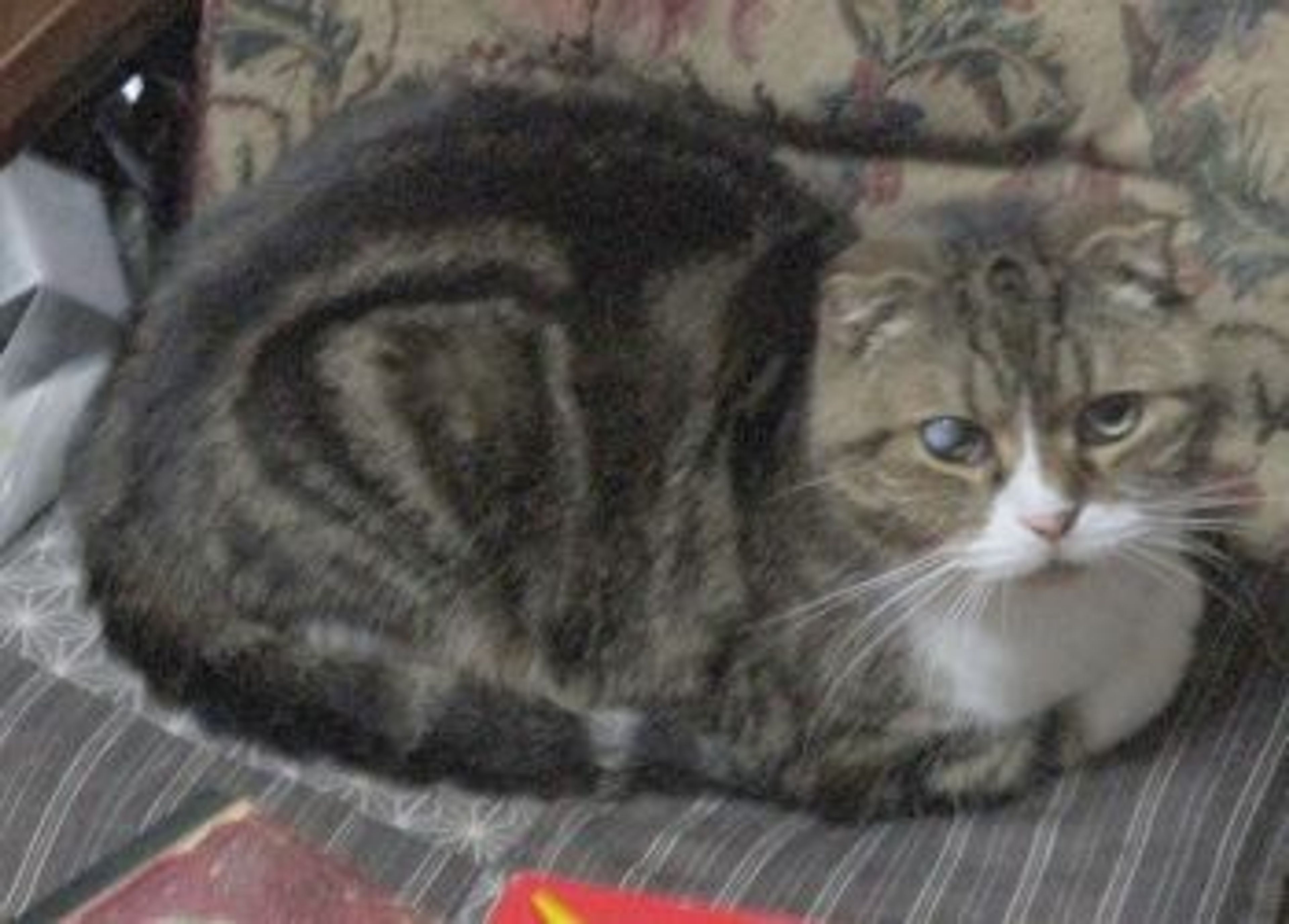 pet-image-4