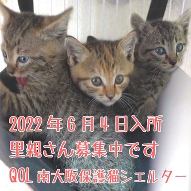 キジトラ3兄妹の写真