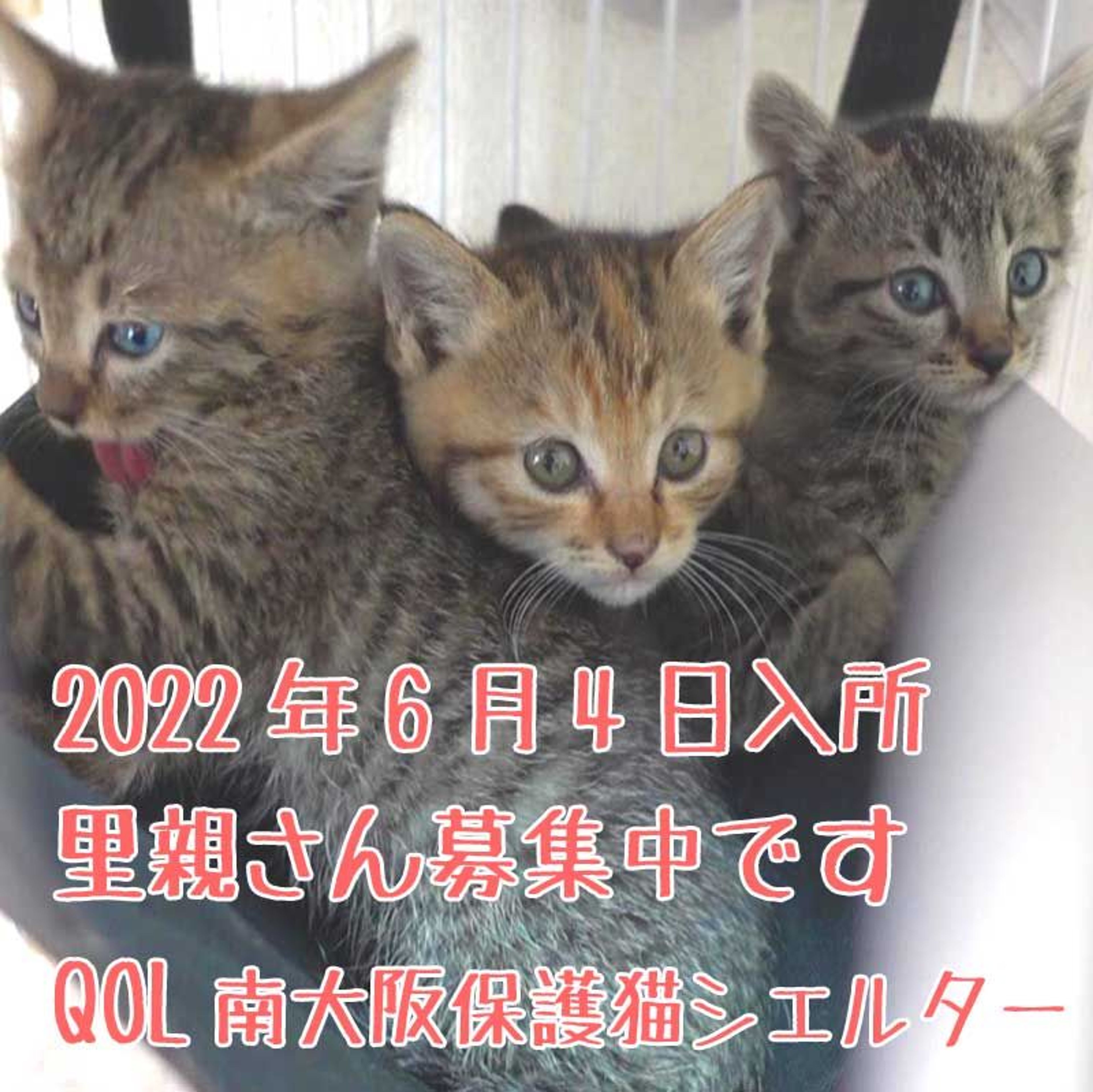 雑種（ミックス猫）・メスの里親募集の写真