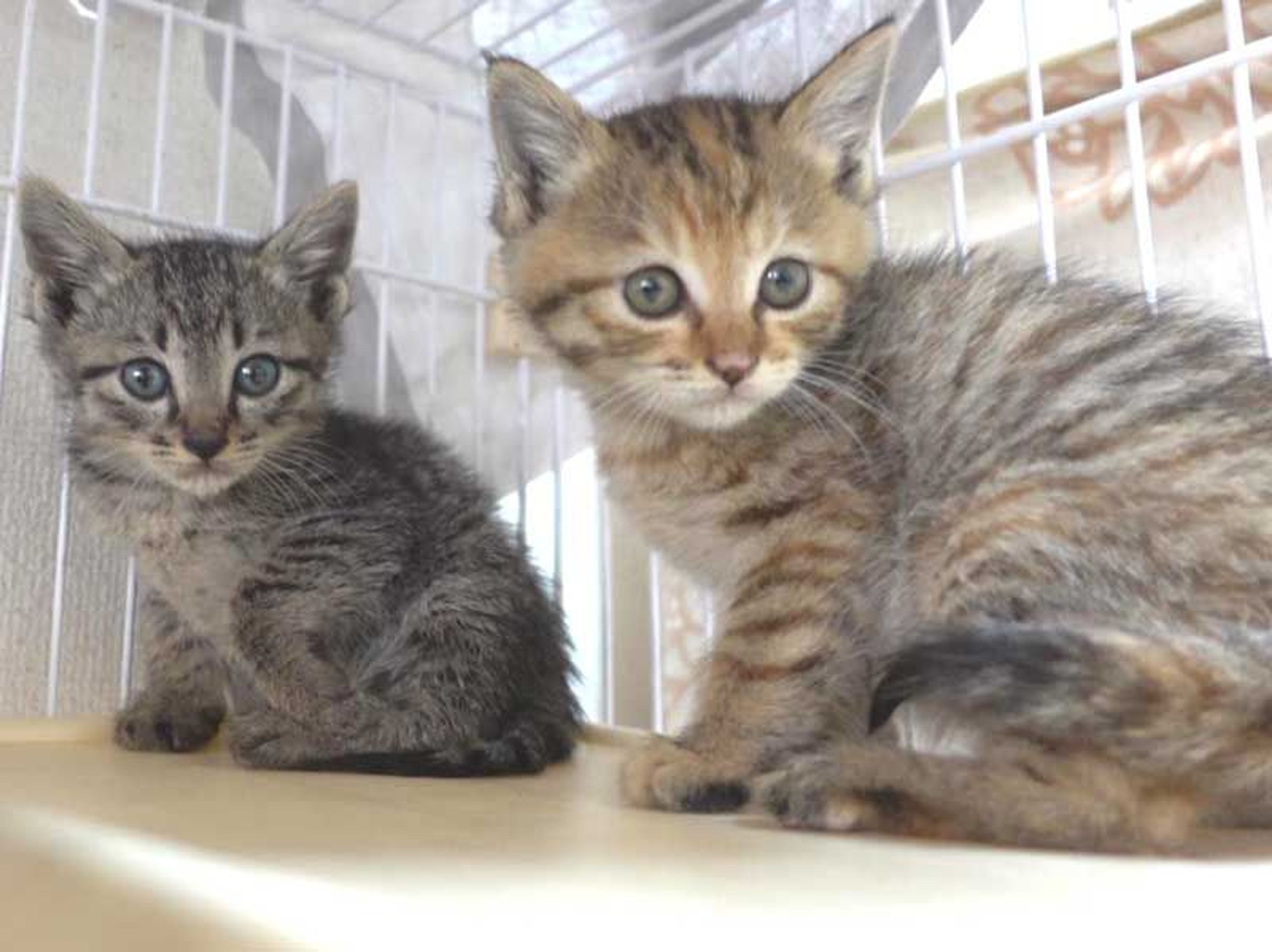 pet-image-5