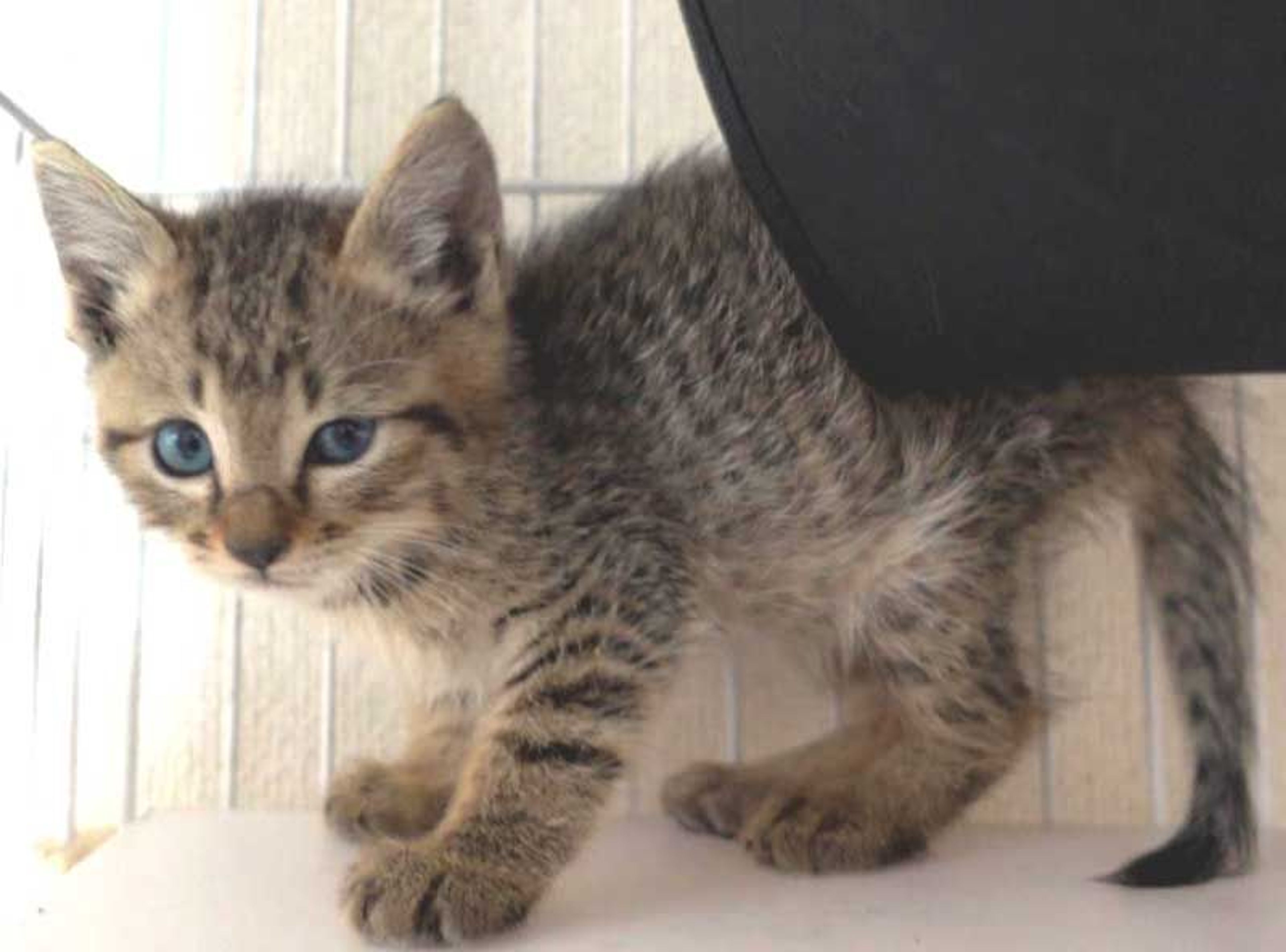 pet-image-7