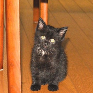 あづきの写真