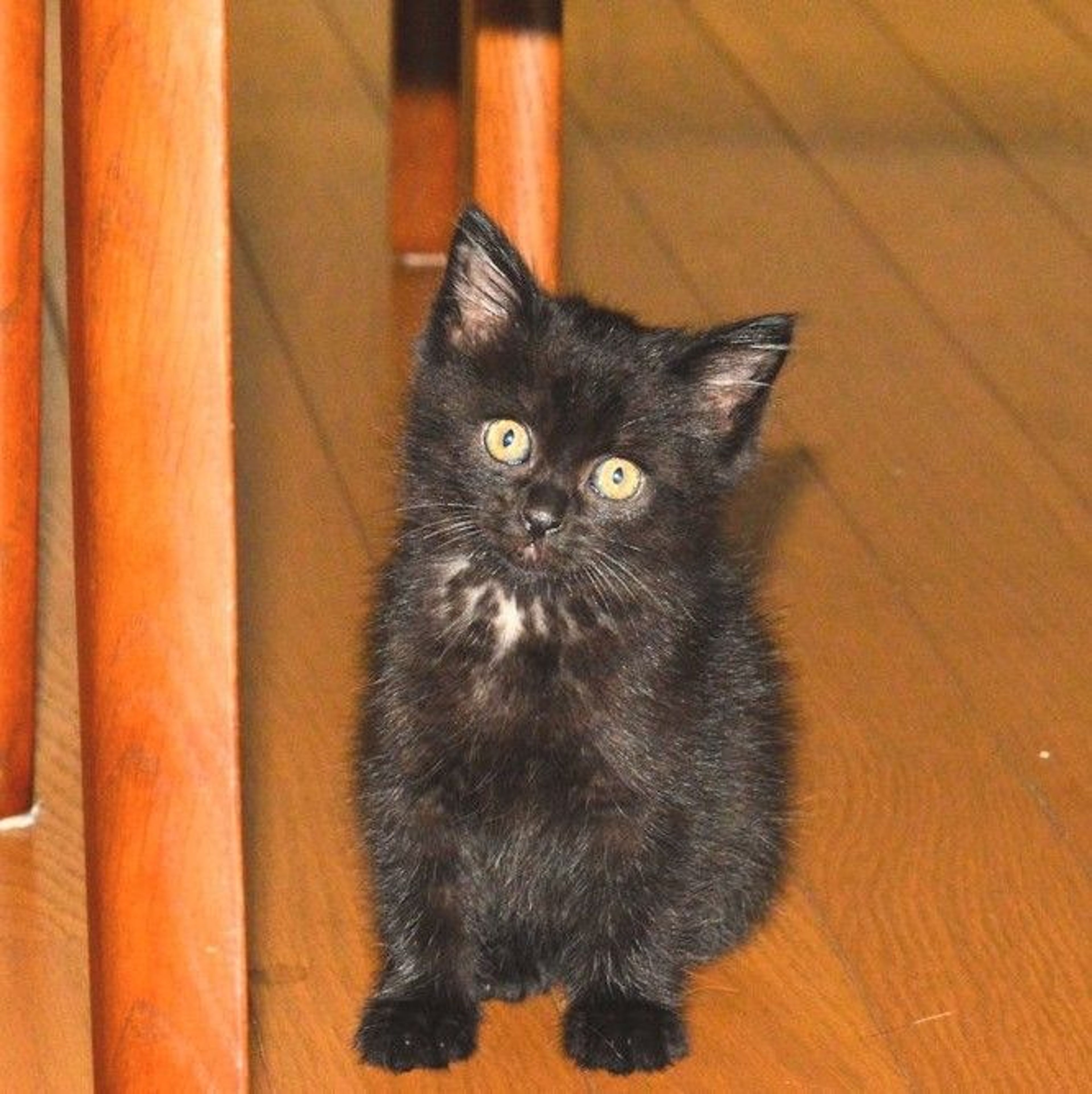 雑種（ミックス猫）・オスの里親募集の写真