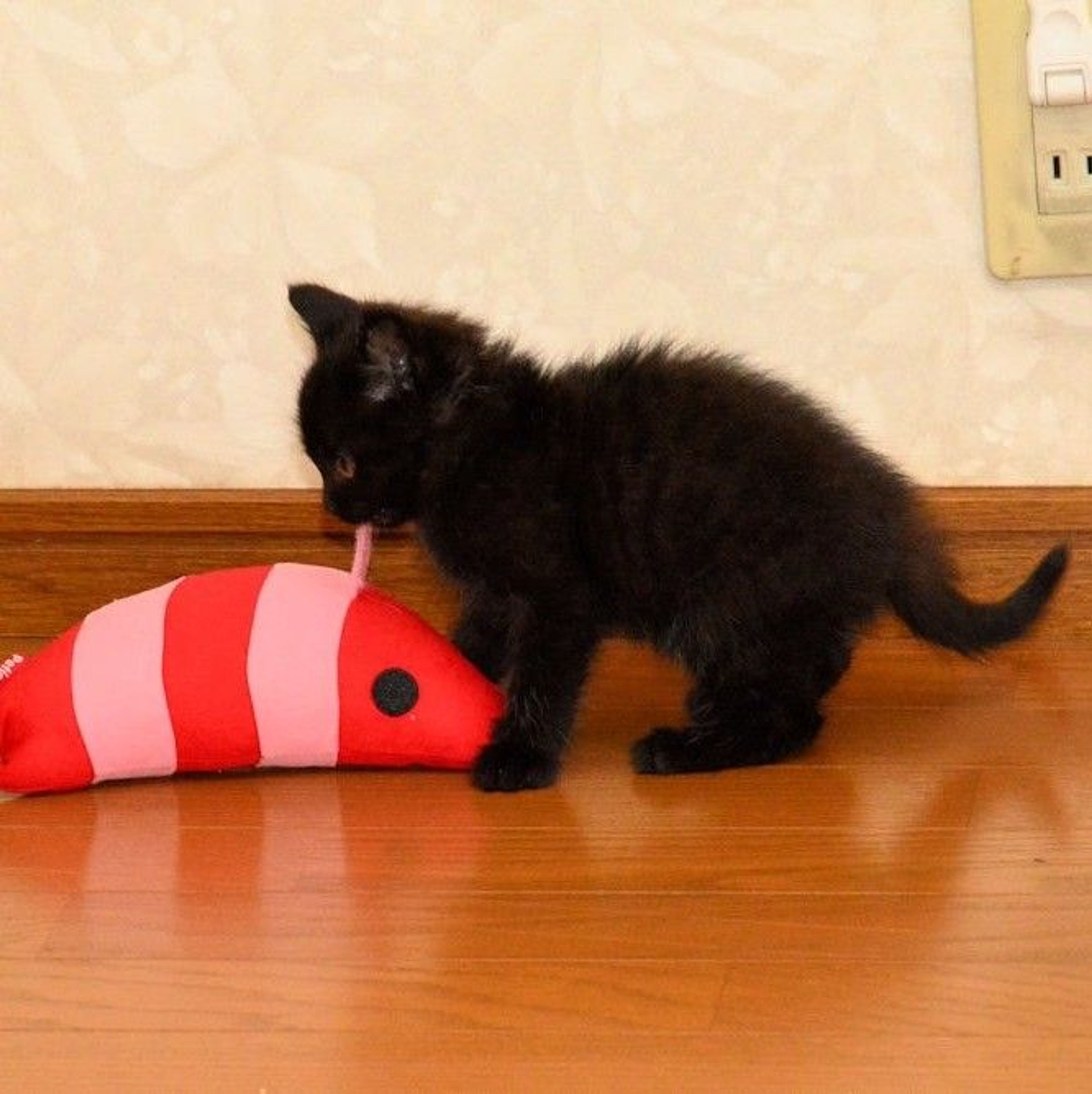 pet-image-2