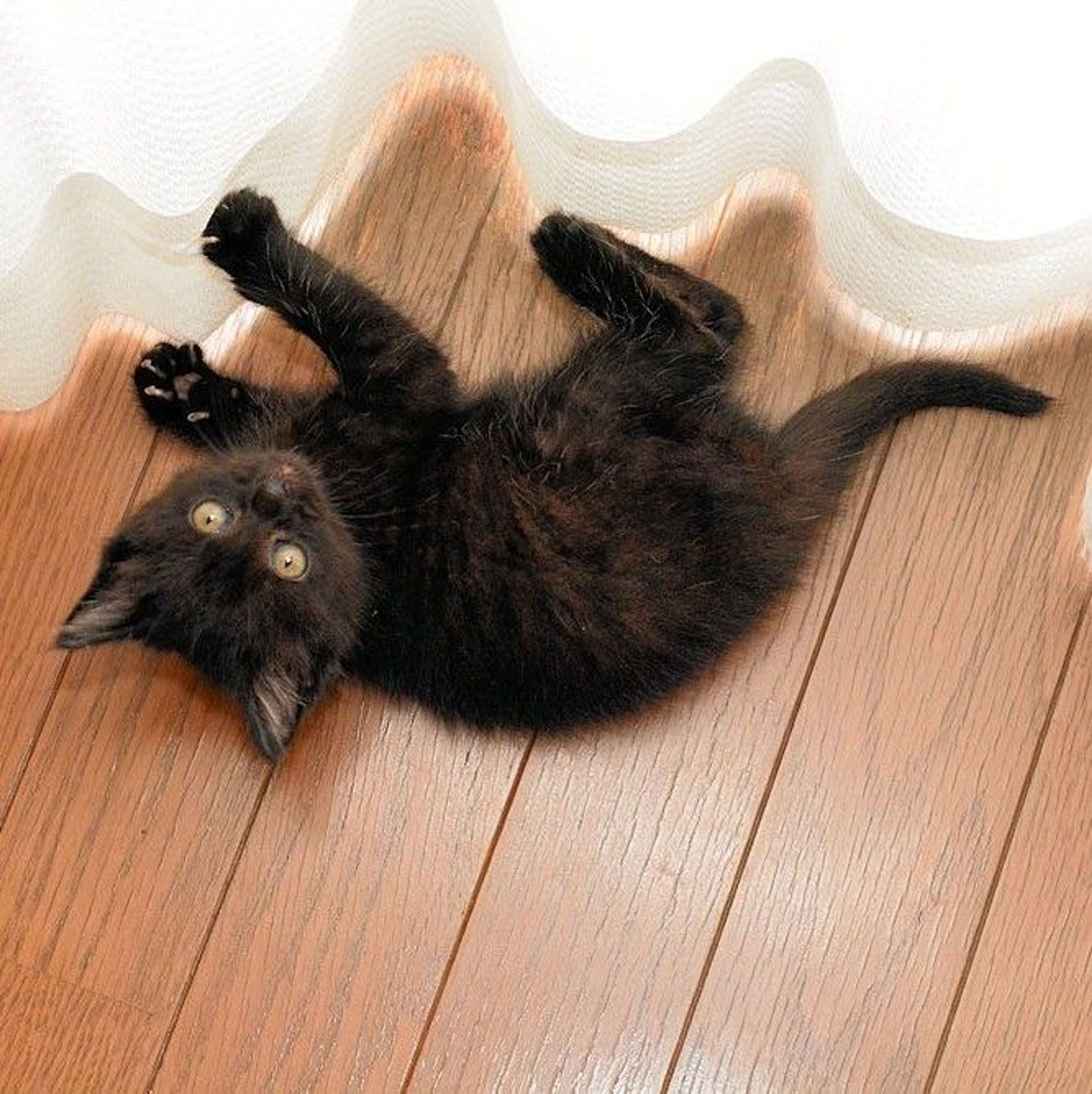 pet-image-3
