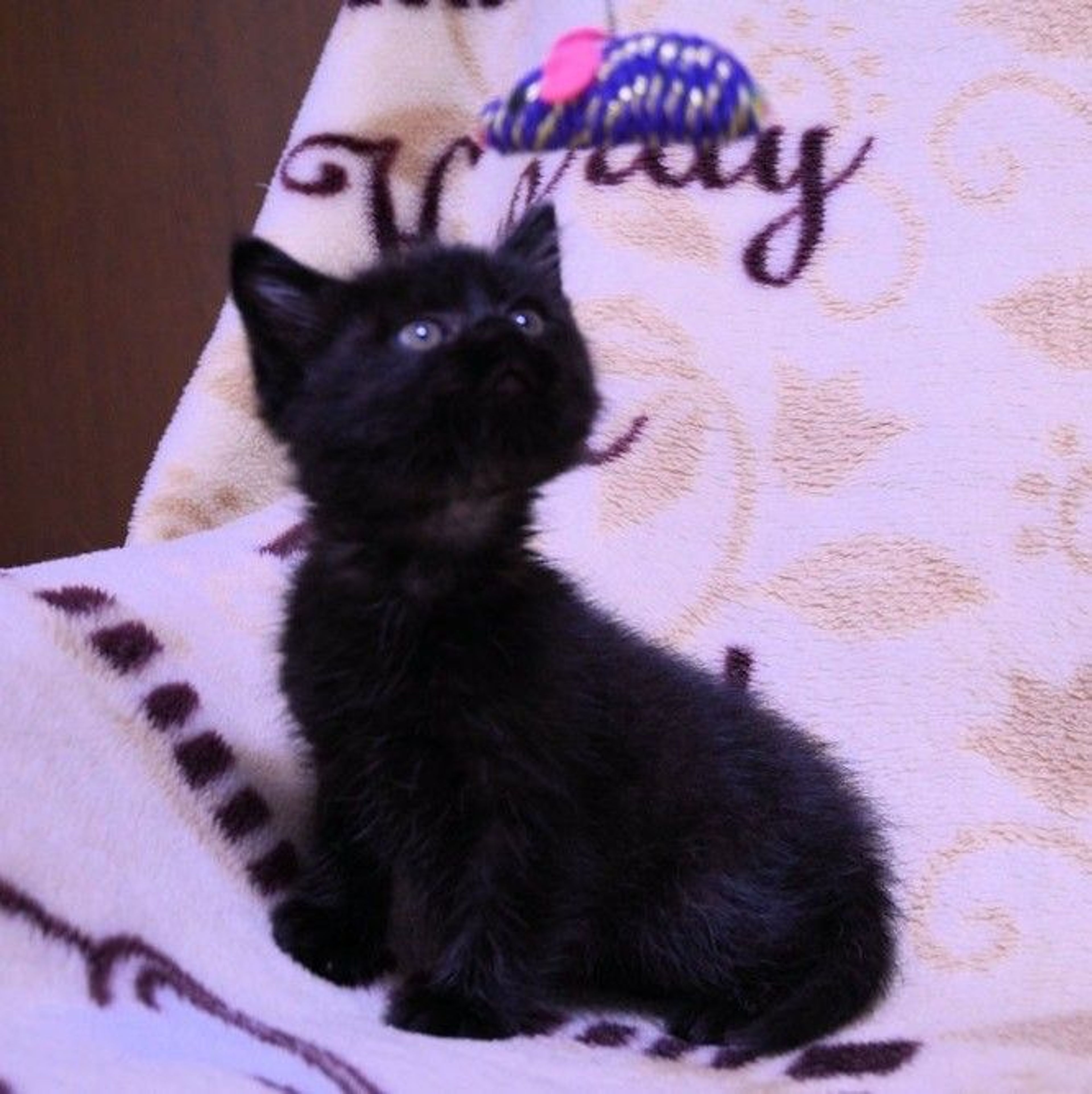pet-image-4