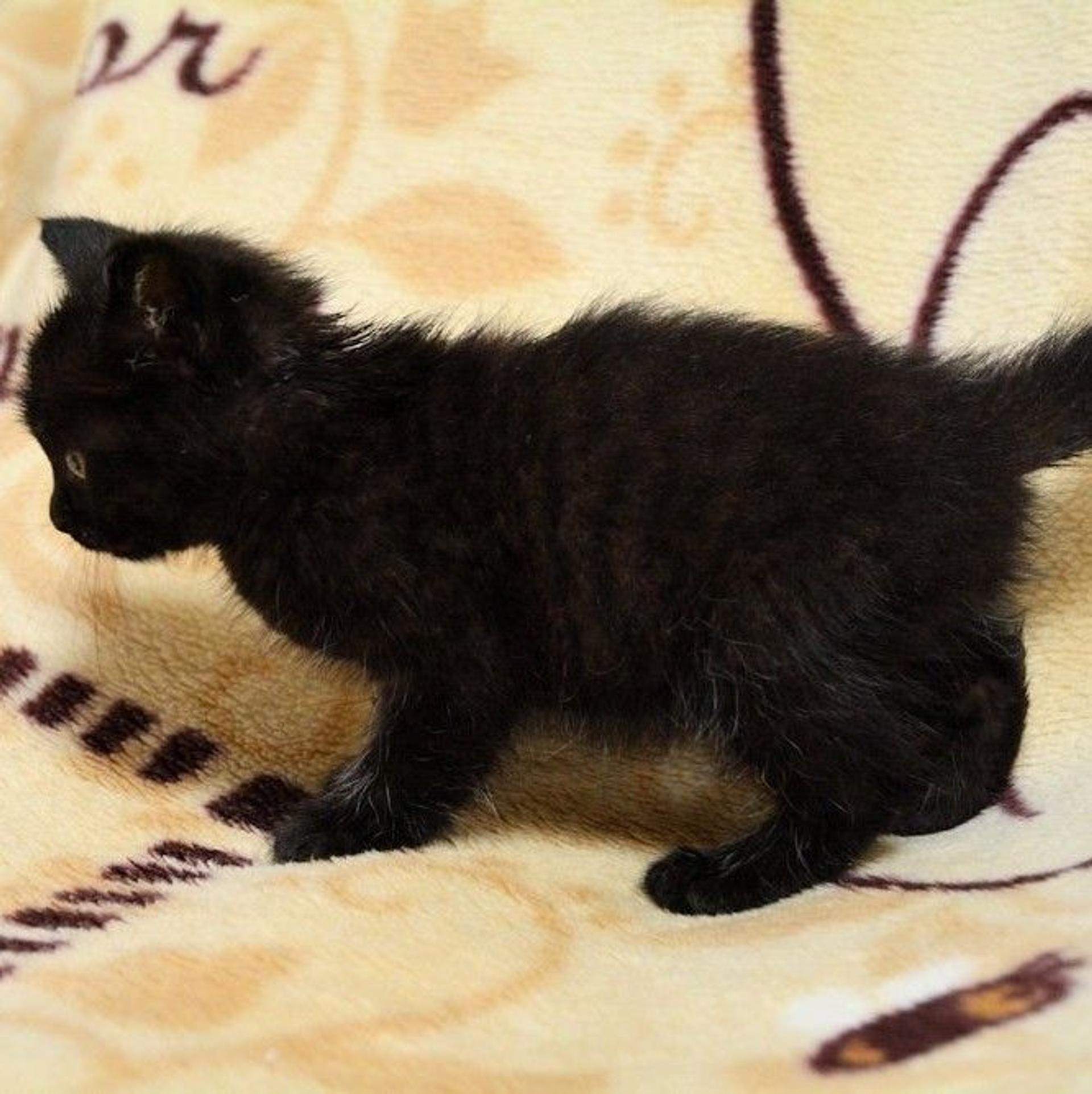 pet-image-5