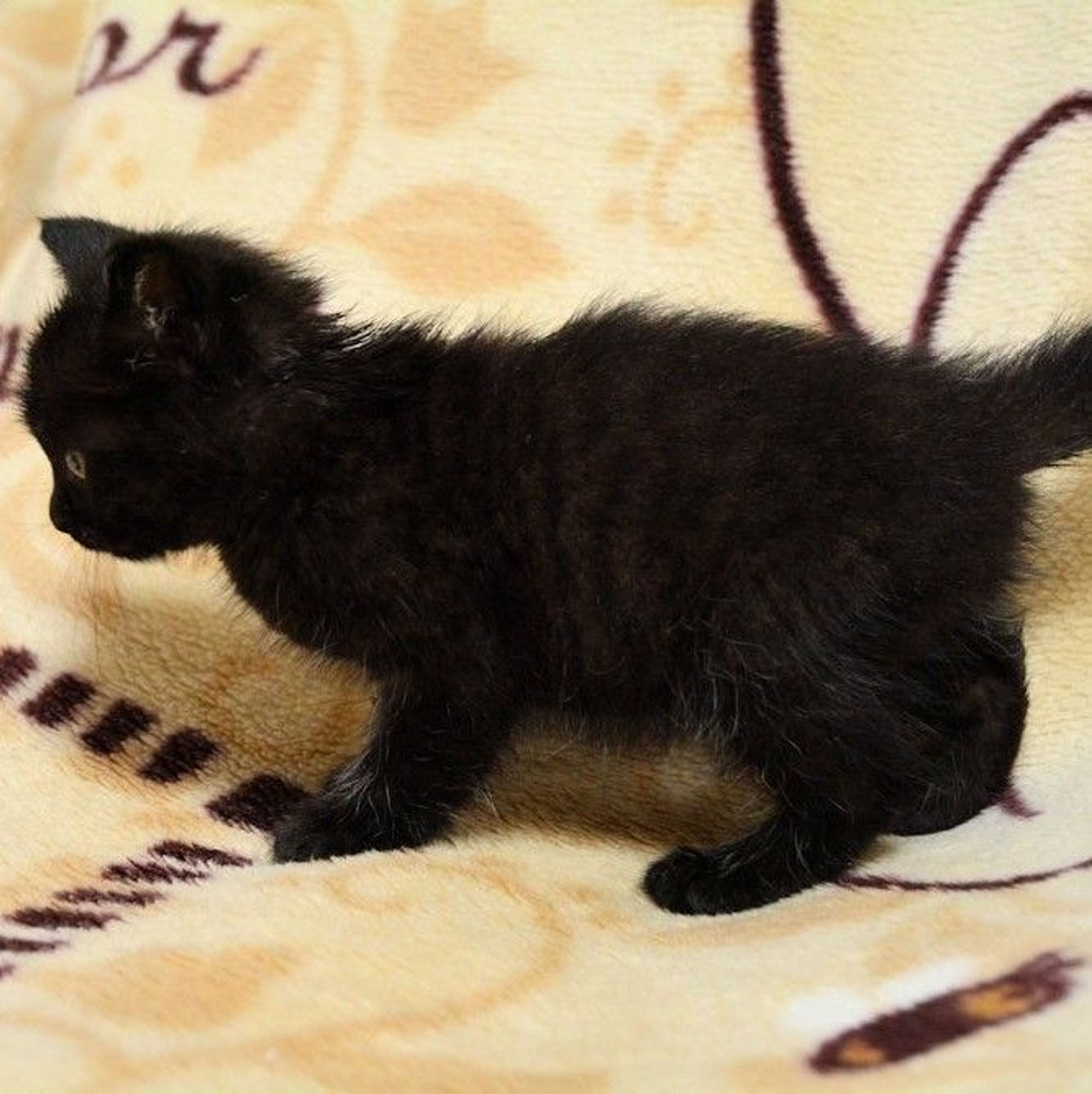 pet-image-5