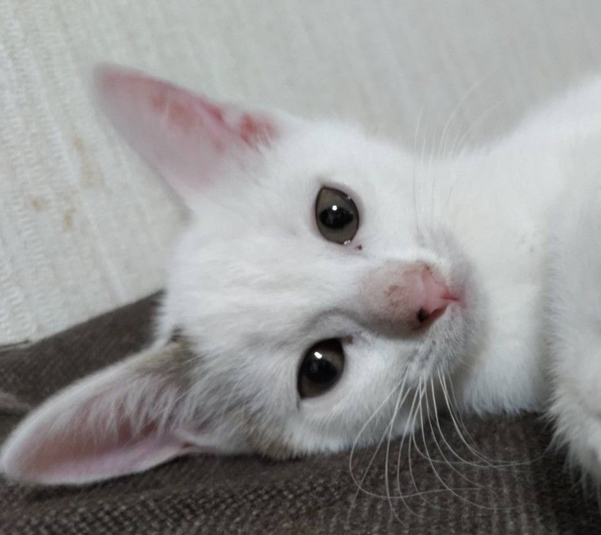 雑種（ミックス猫）・メスの里親募集の写真