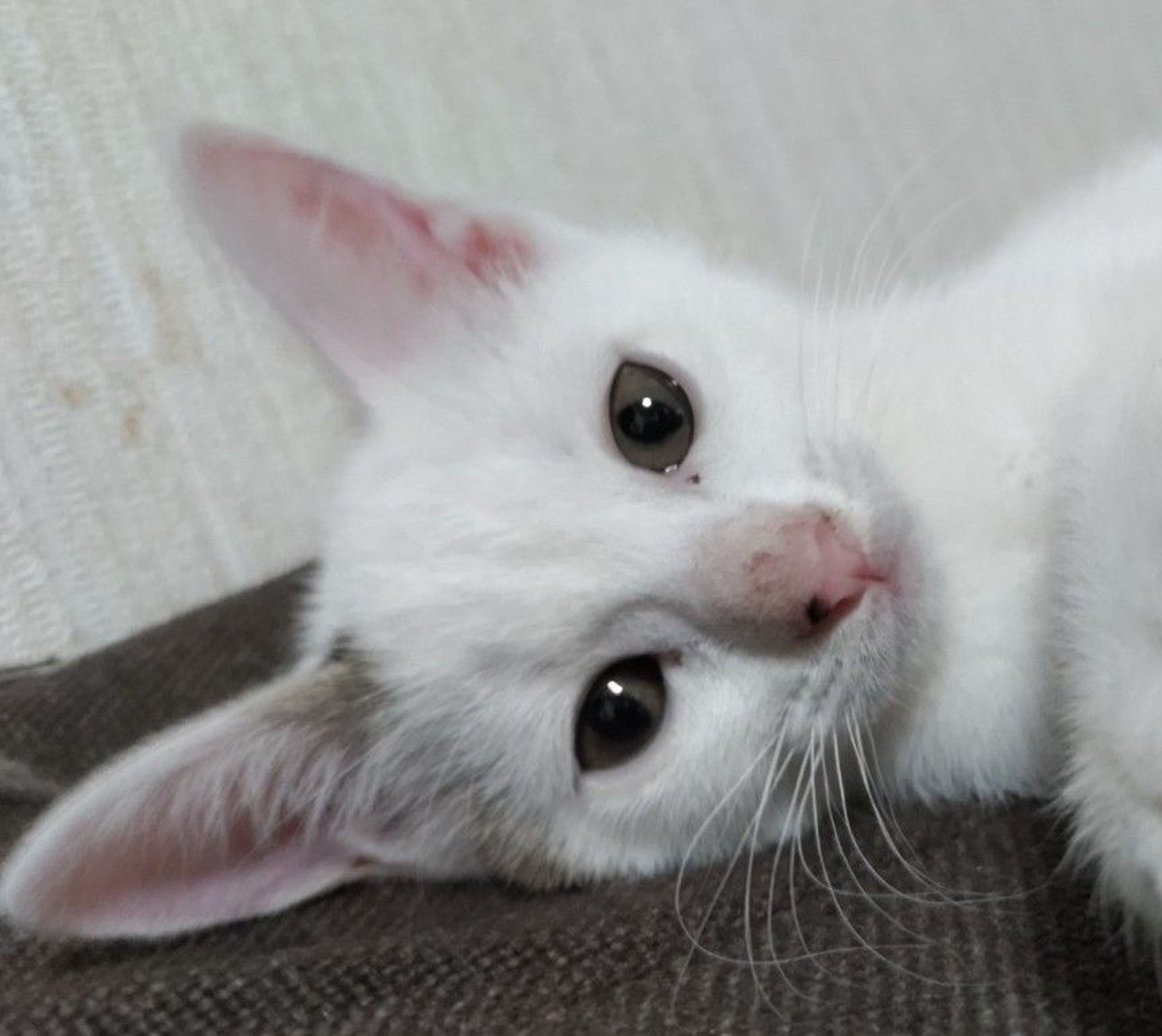 雑種（ミックス猫）・メスの里親募集の写真