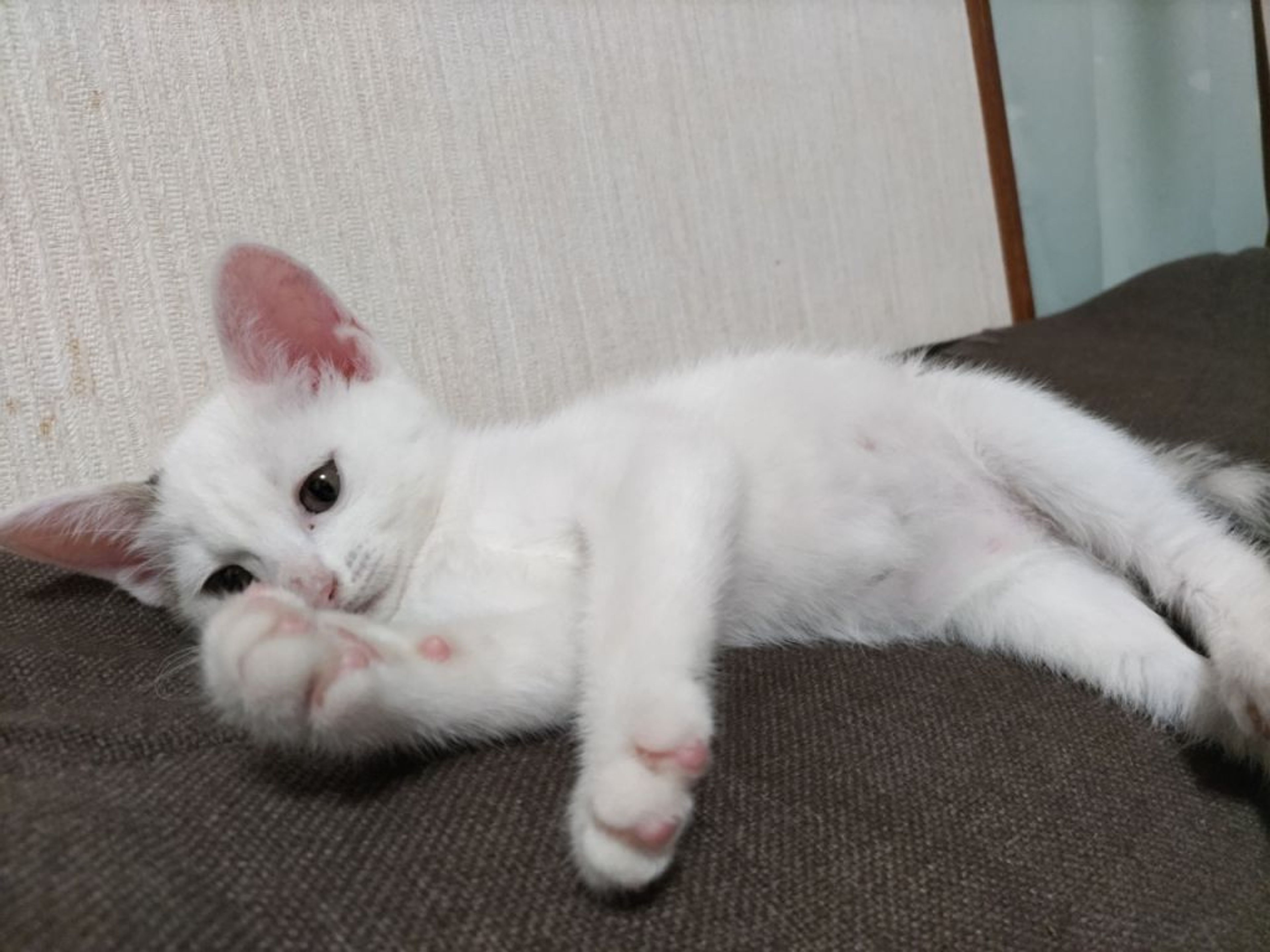 pet-image-4
