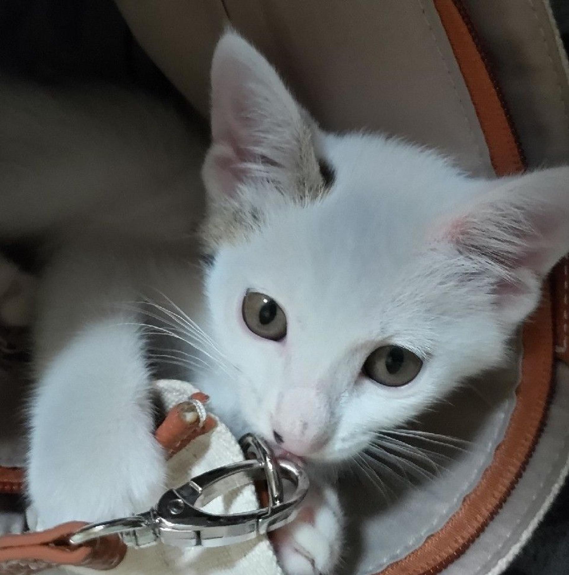 pet-image-5