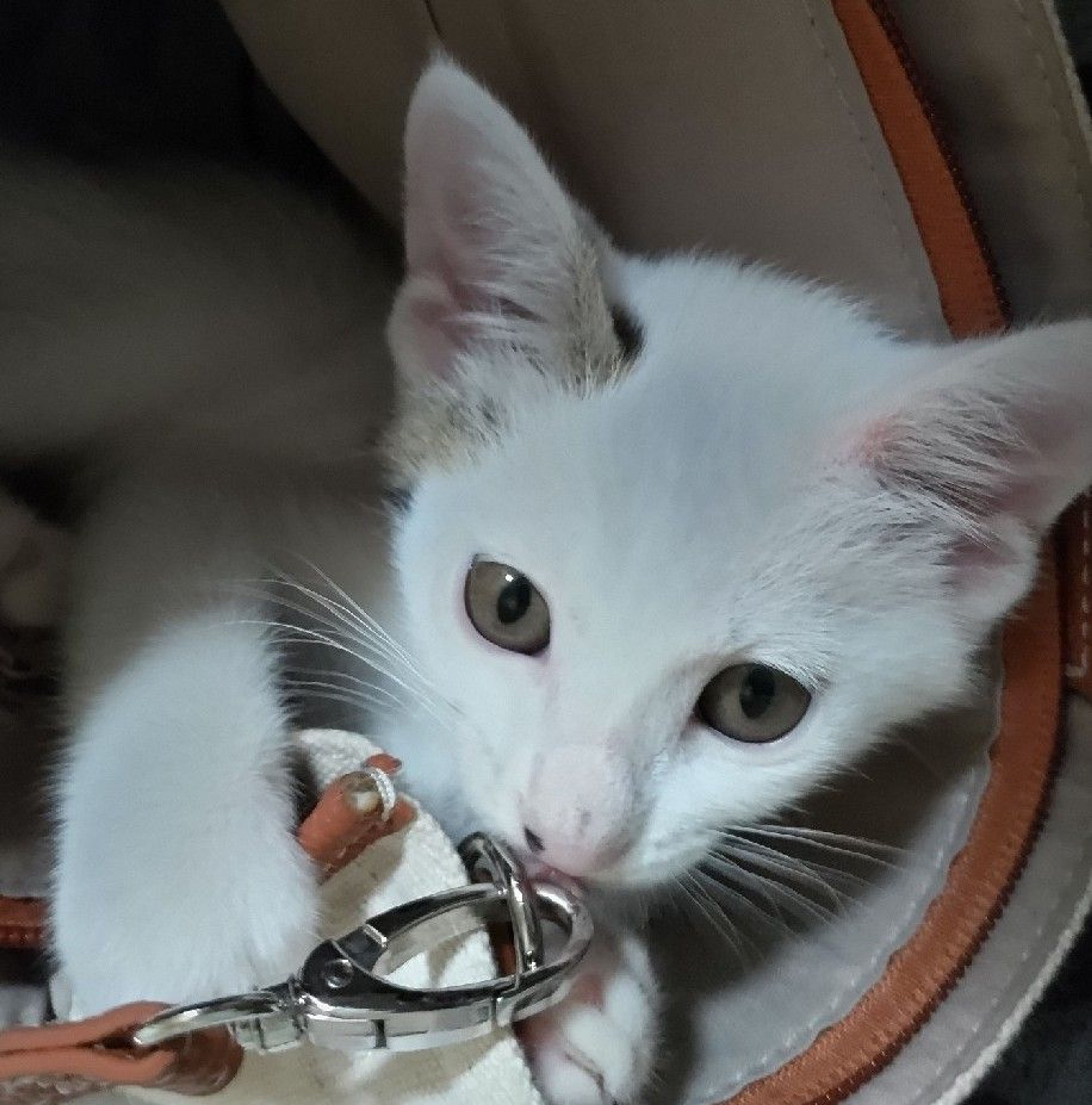pet-image-5