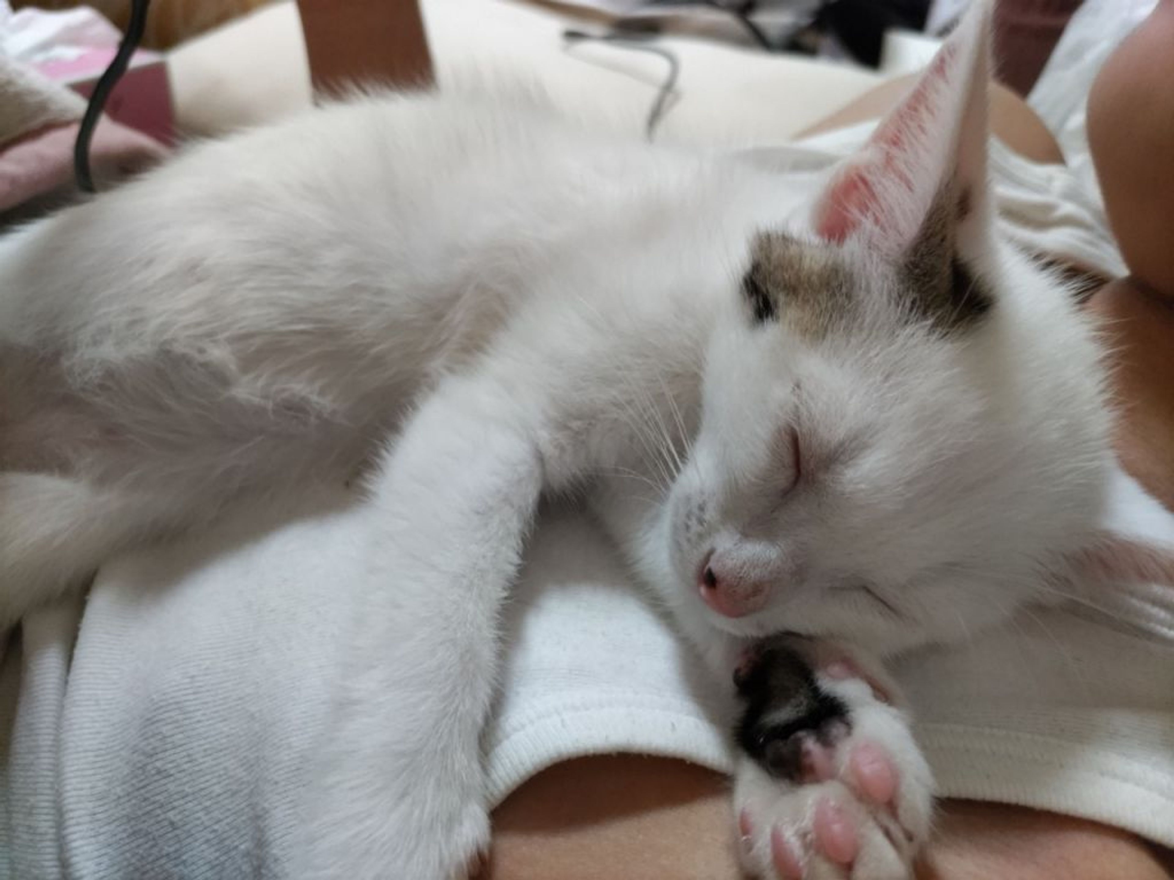 pet-image-6