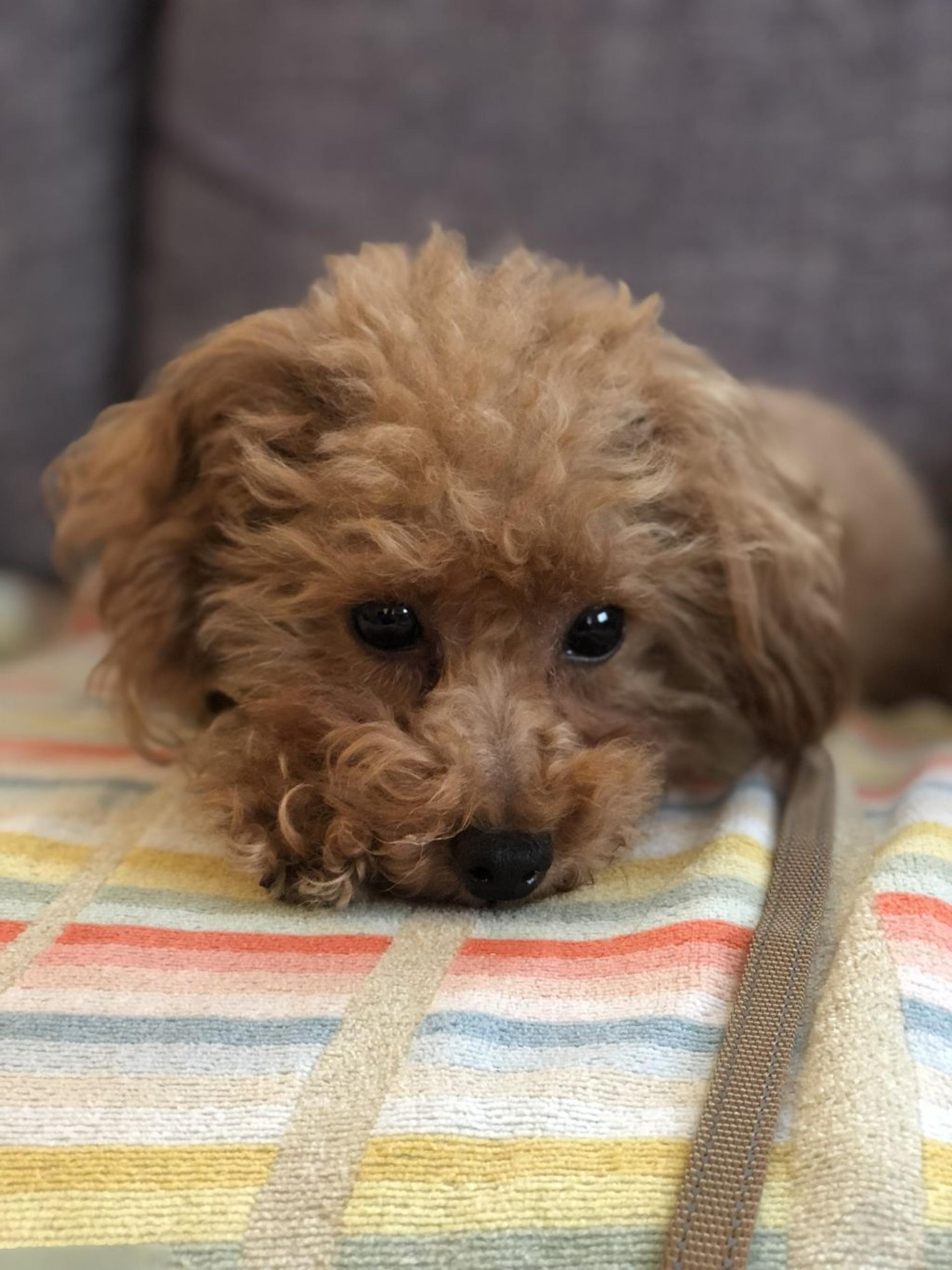 pet-image-3