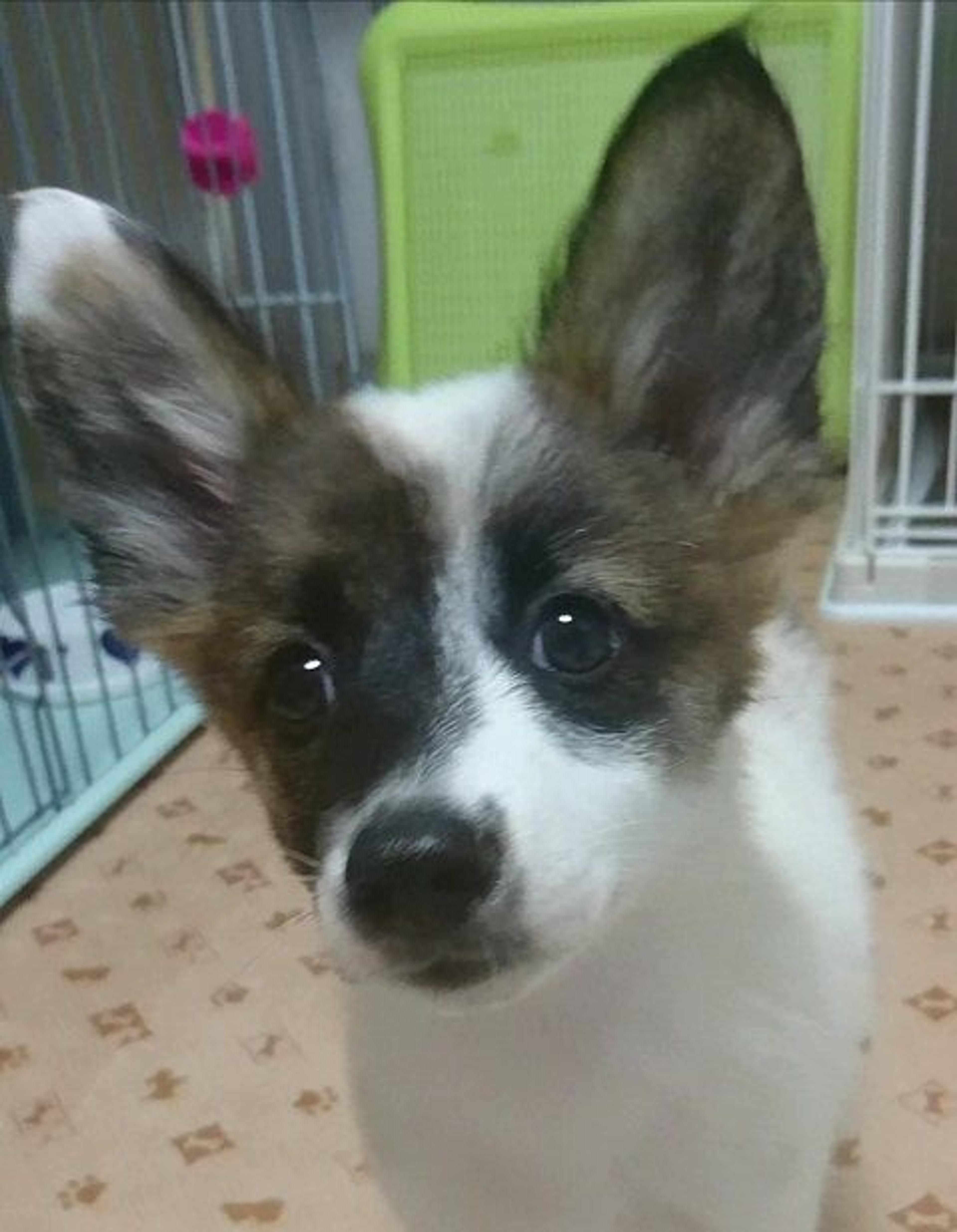 pet-image-2