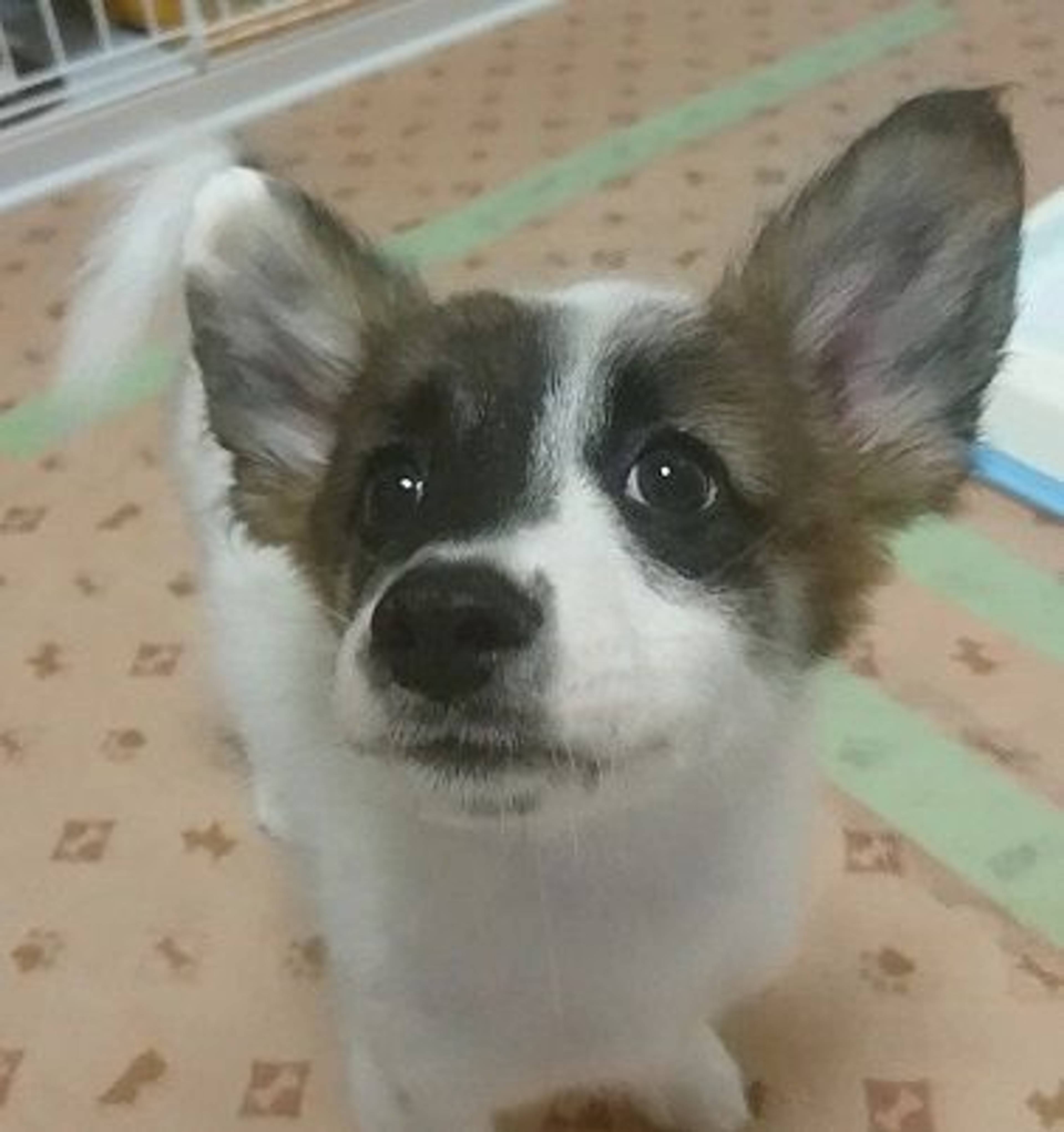 雑種（ミックス犬）・メスの里親募集の写真