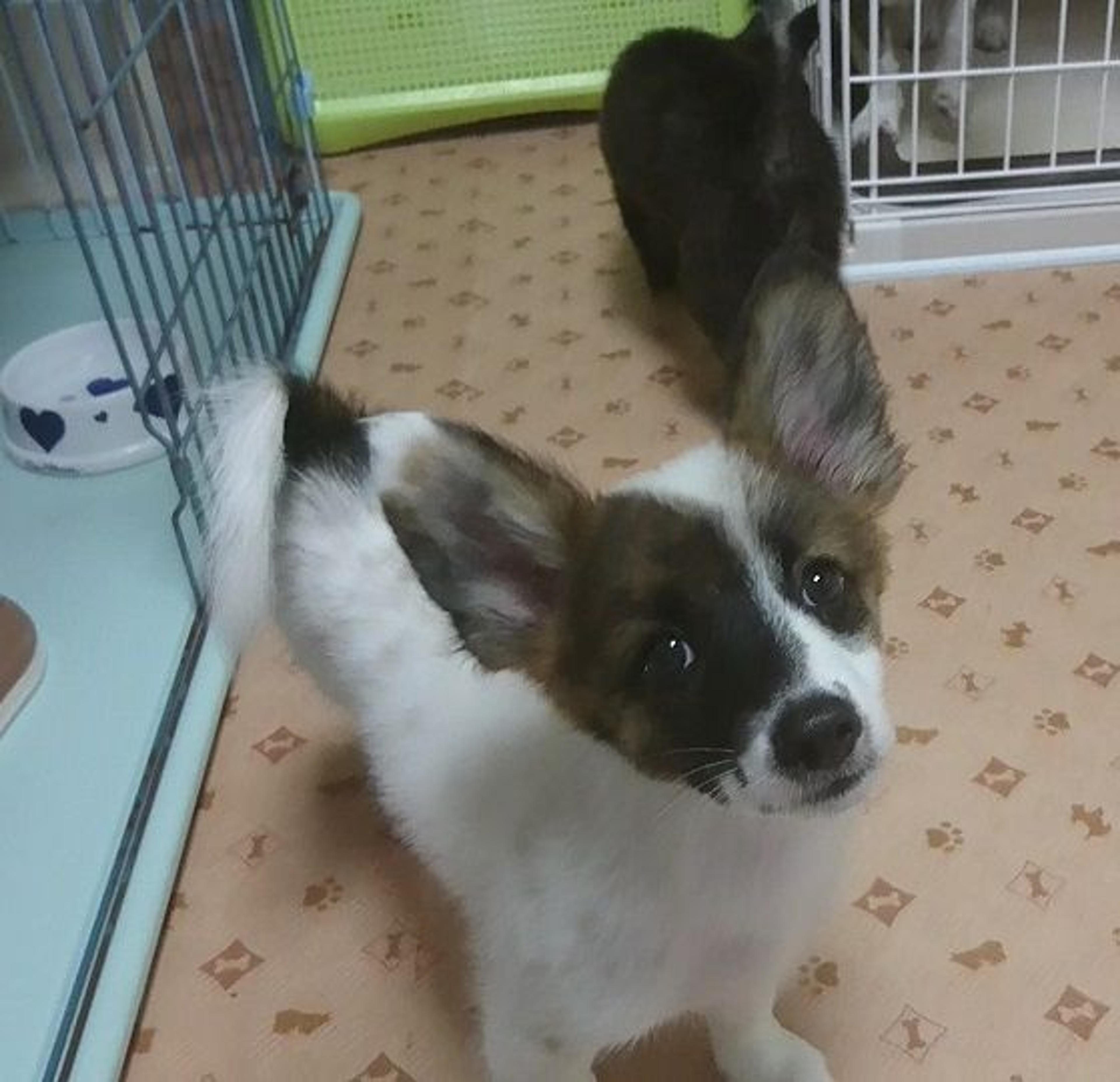pet-image-3
