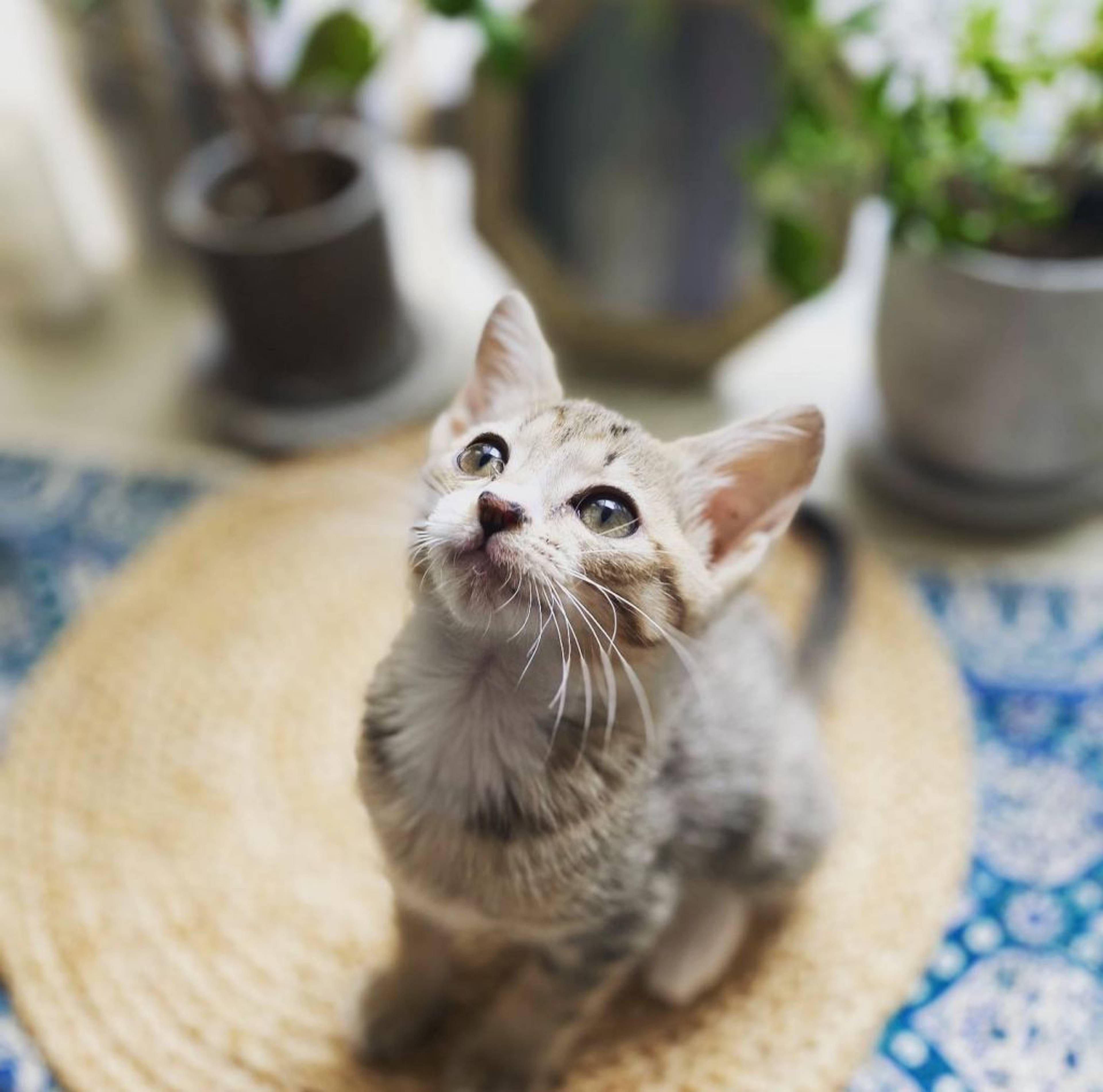 雑種（ミックス猫）・メスの里親募集の写真